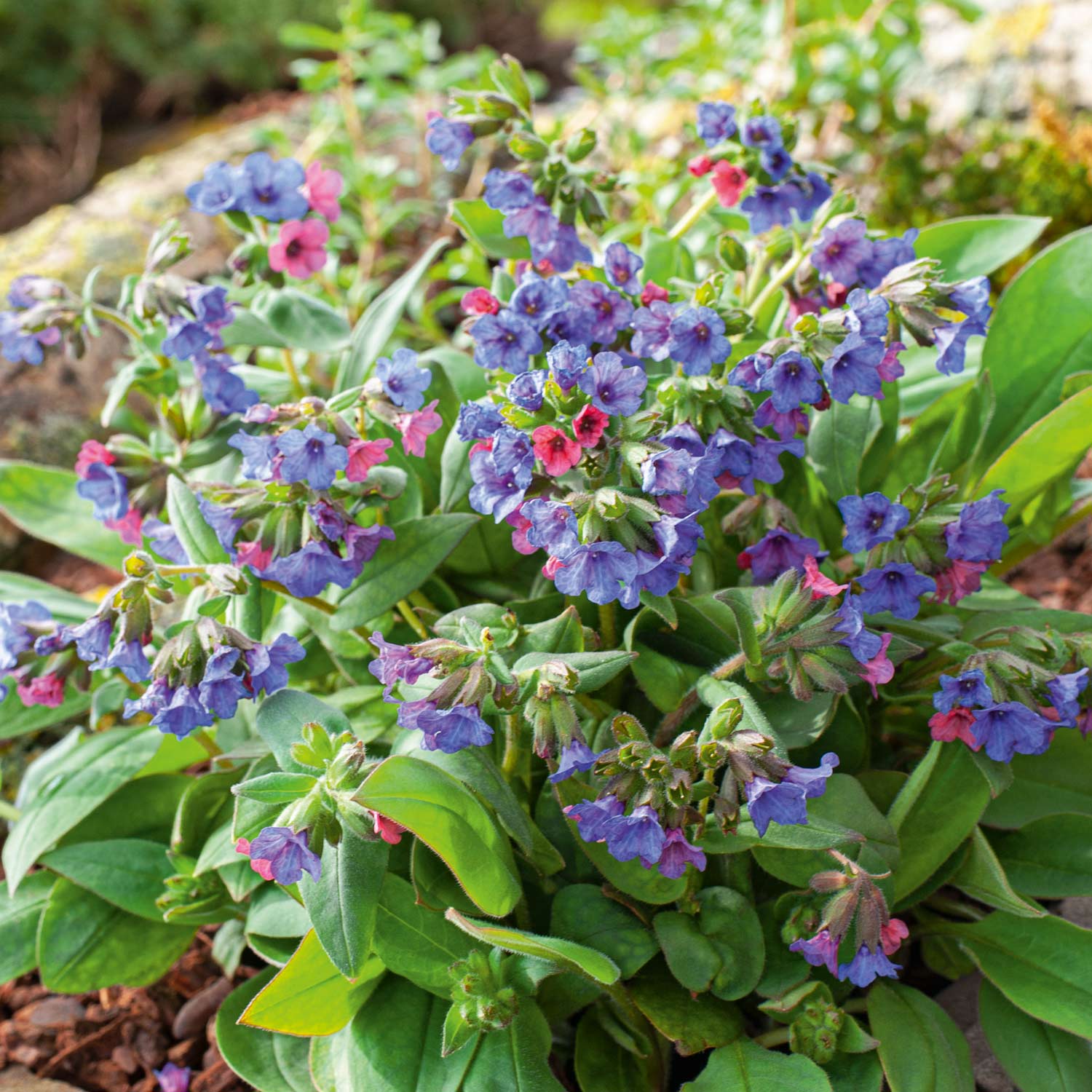 Schmalblättriges Lungenkraut Lieferform: Im 9 cm Topf