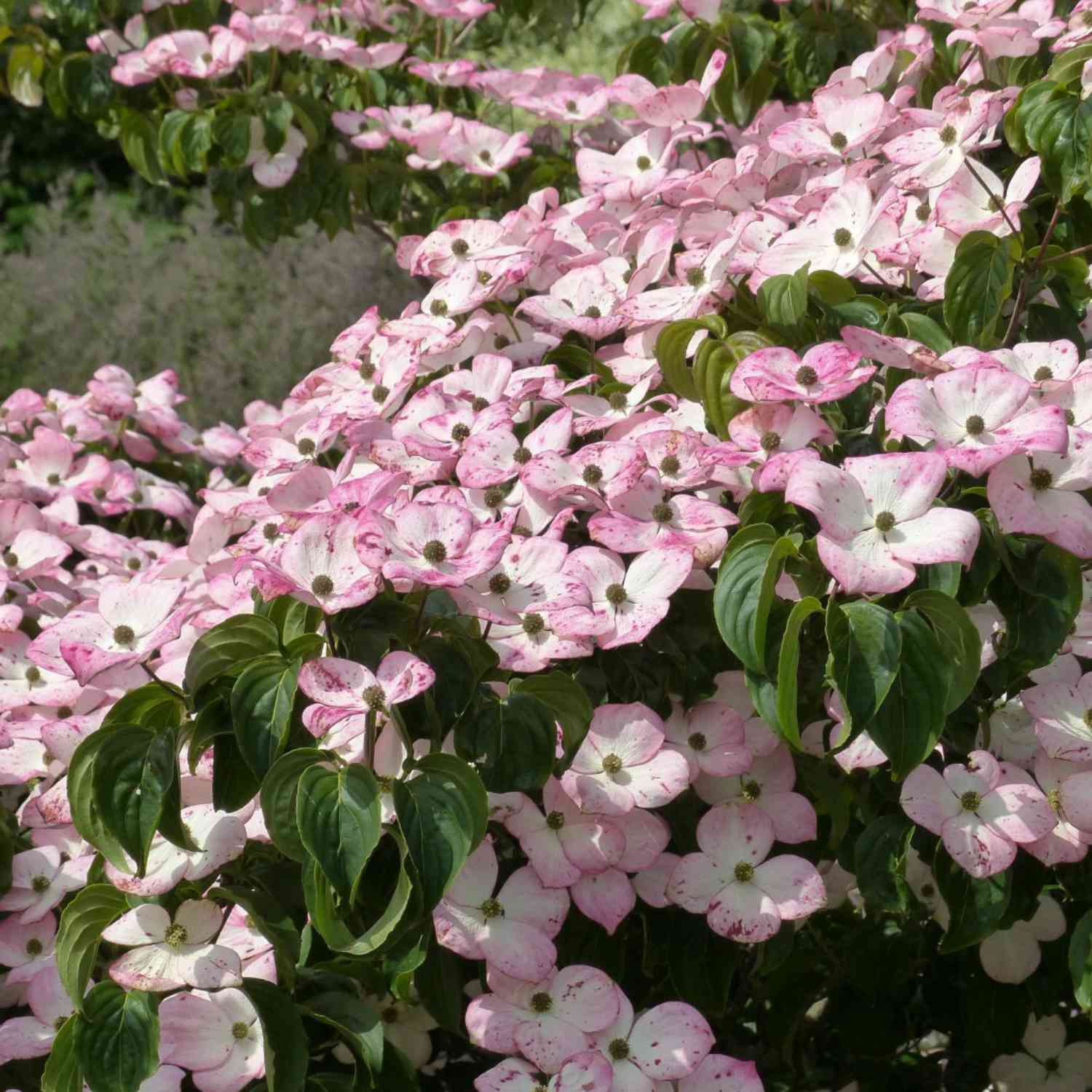 Rotblühender Blumenhartriegel 'Satomi'