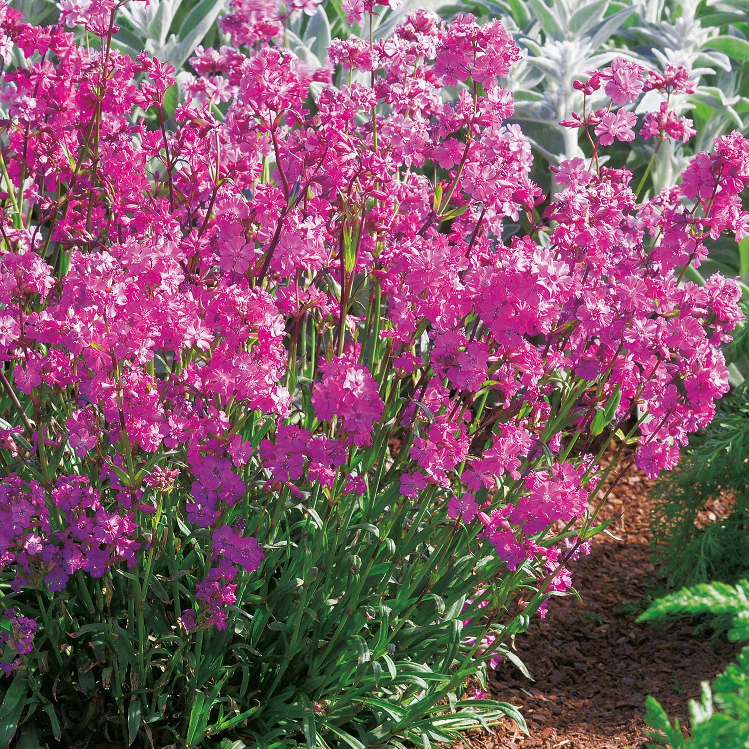 Garten-Pechnelke Lieferform: Im 9 cm Topf