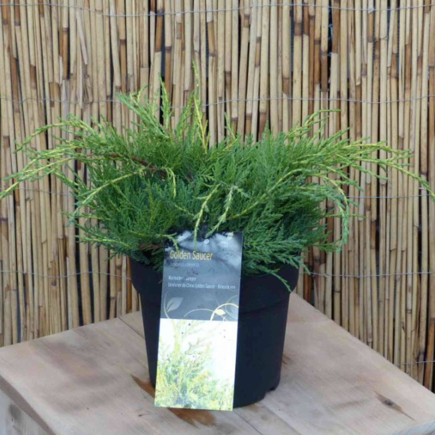 Chinesischer Wacholder 'Golden Saucer'