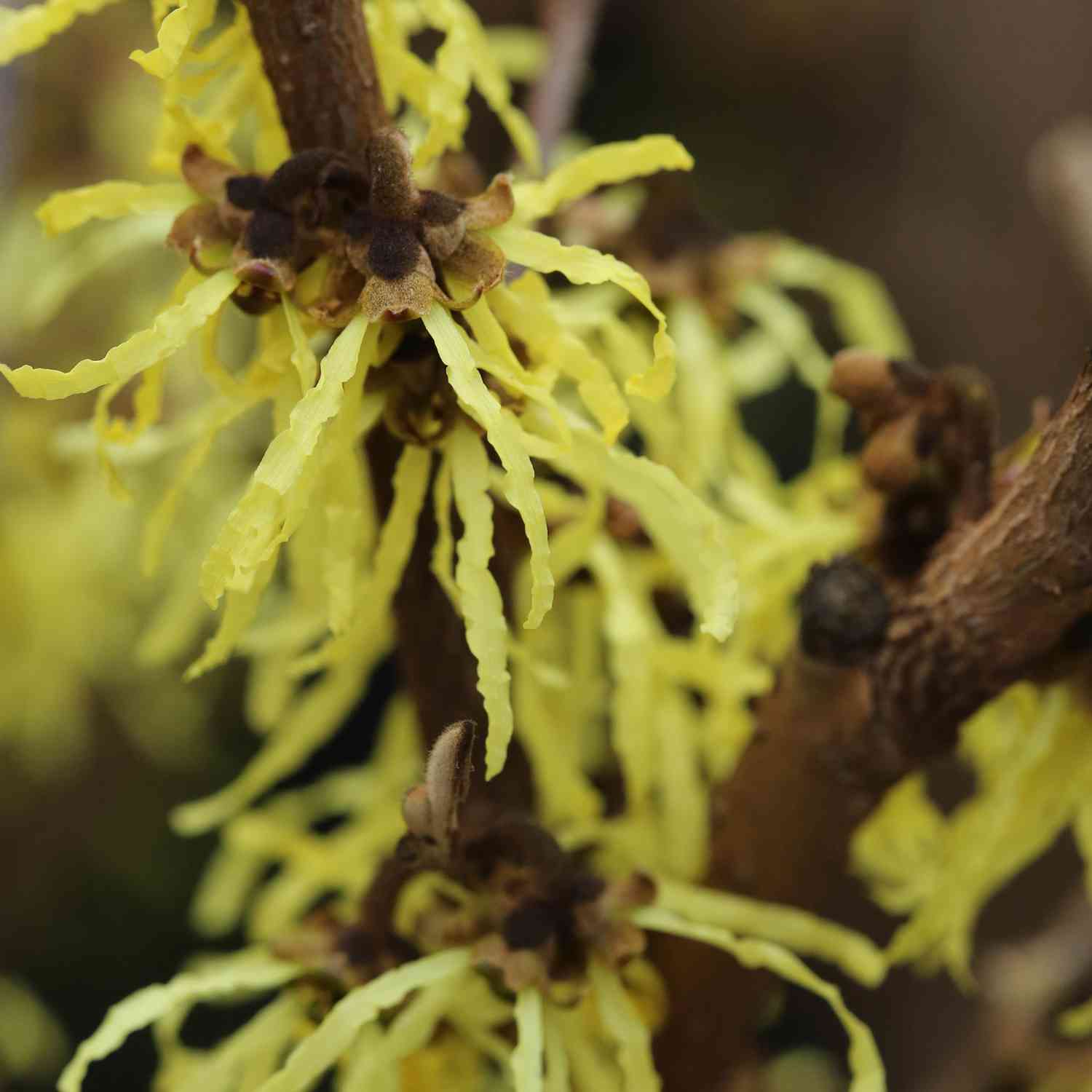 Zaubernuss 'Yamina'