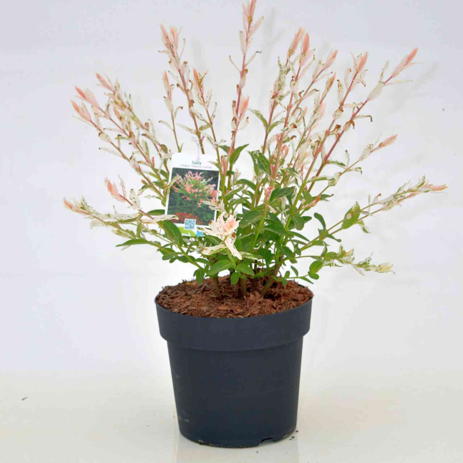 Weißbunte Japanweide 'Hakuro Nishiki'  -  Busch