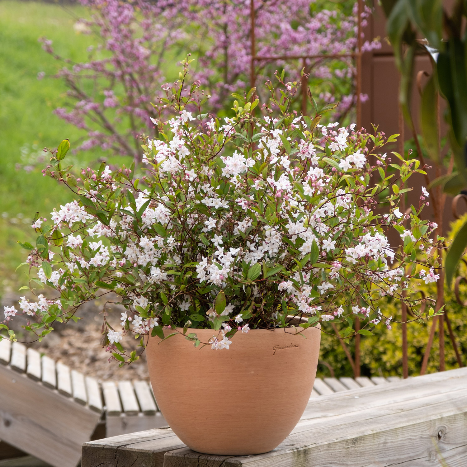 Deutzie 'Tokyo Delight'