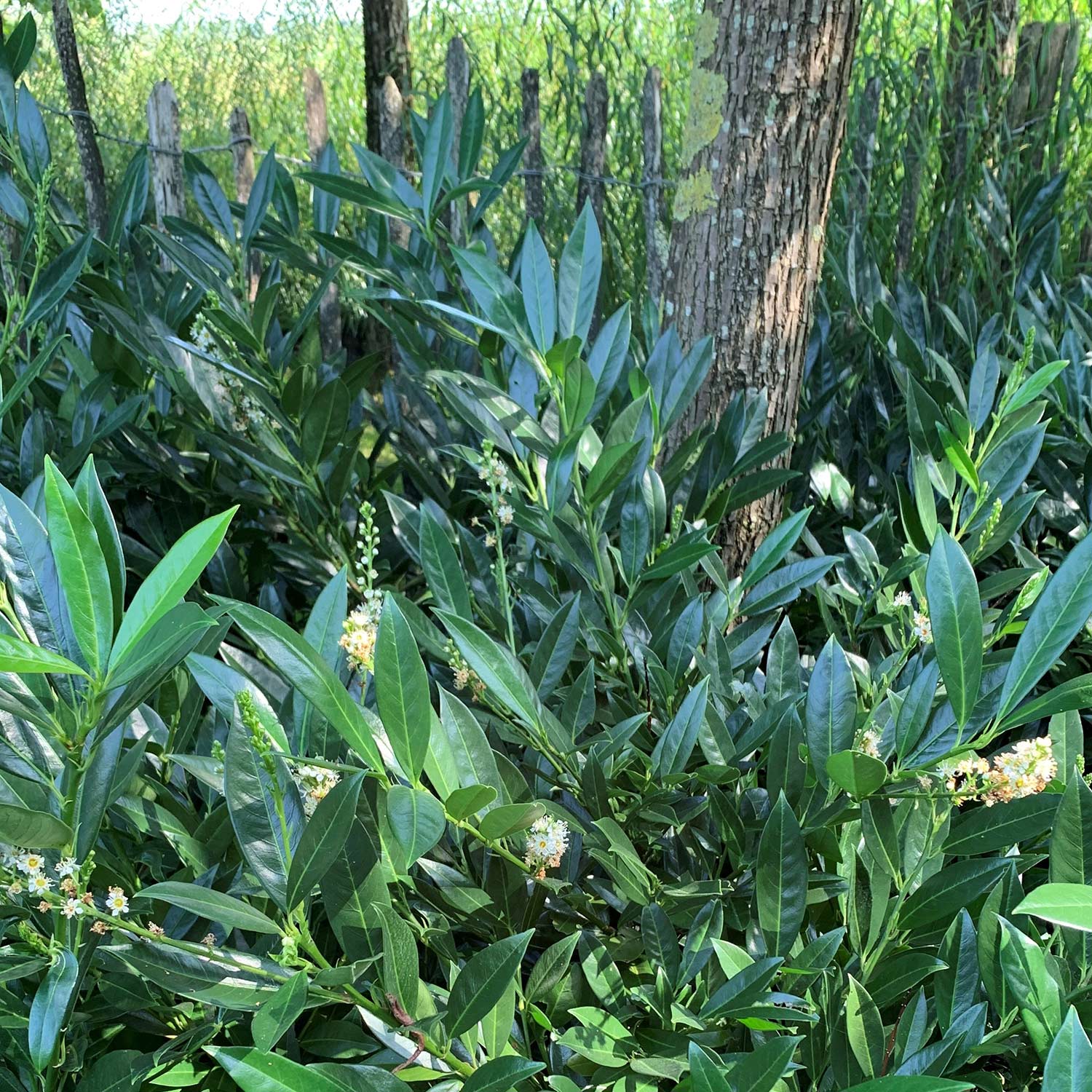 Breitbuschiger Kirschlorbeer 'Otto Luyken' Breitbuschiger Kirschlorbeer 'Otto Luyken'