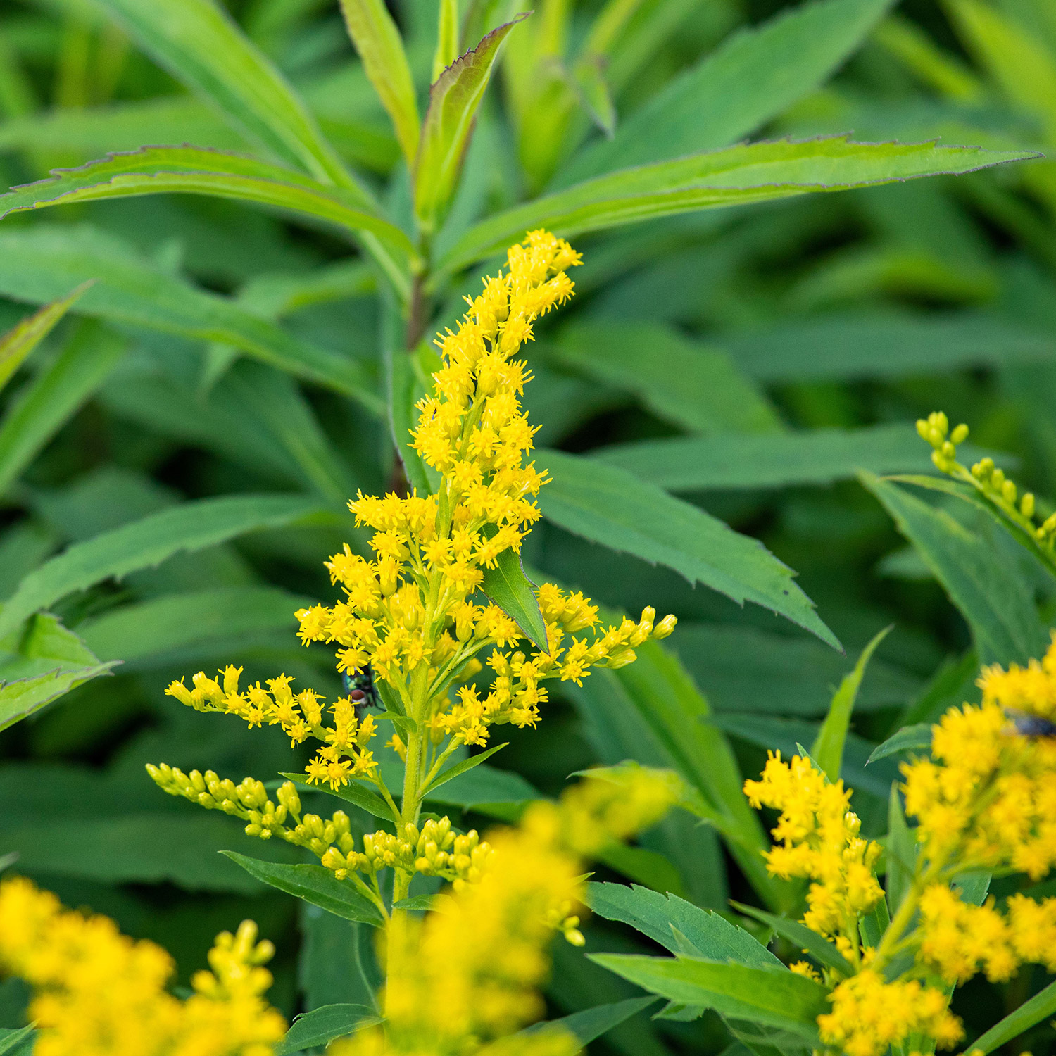 Kanadische Goldrute 'Goldkind' Lieferform: Im 9 cm Topf