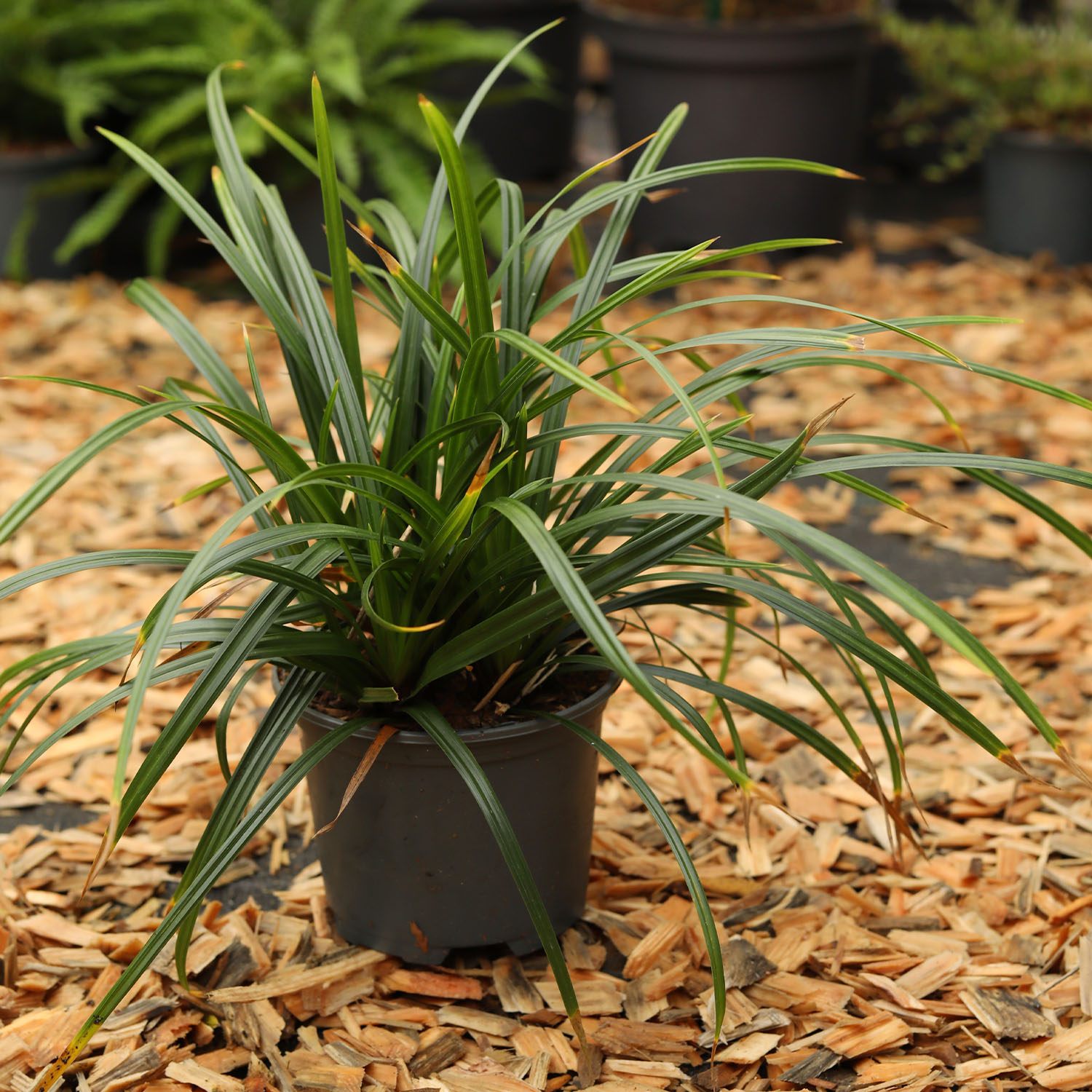 Grünblättrige Segge 'Irish Green' Lieferform: Im 1 Liter Topf