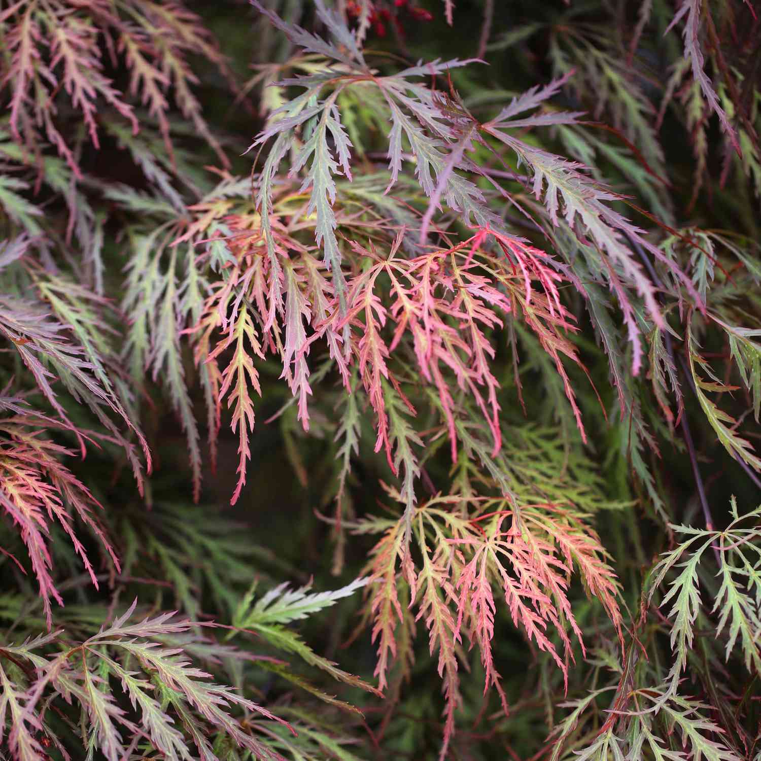 Schlitz-Ahorn 'Crimson Princess' Schlitz-Ahorn 'Crimson Princess'