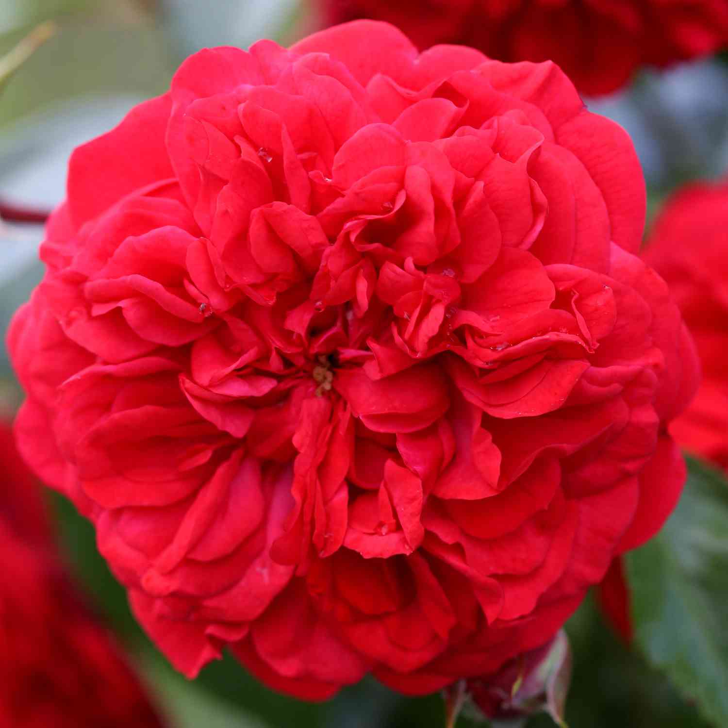 Beetrose 'Out of Rosenheim®' Beetrose 'Out of Rosenheim®'