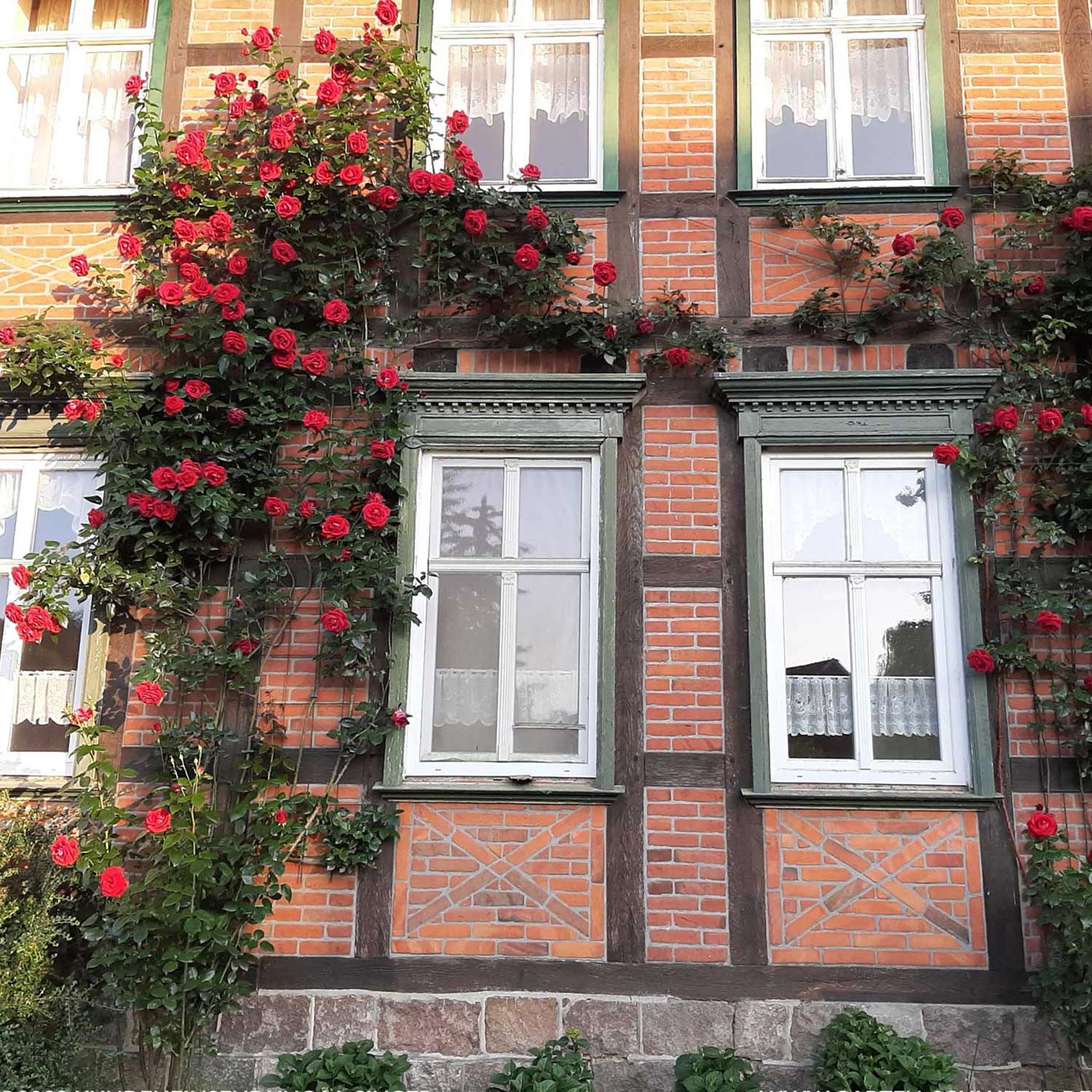 Kletterrose 'NIRPorizon® Red Flame®', Wurzelnackte Pflanze, A-Qualität, 3 starke Triebe Lieferform: wurzelnackte Pflanze in A-Qualität, mindestens 3 Triebe