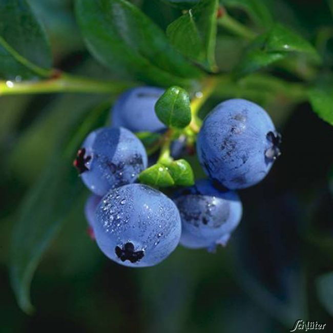 Heidelbeere 'Hortblue Petite®' - die Zweimal Fruchtende Liefergröße: 40 - 60 cm