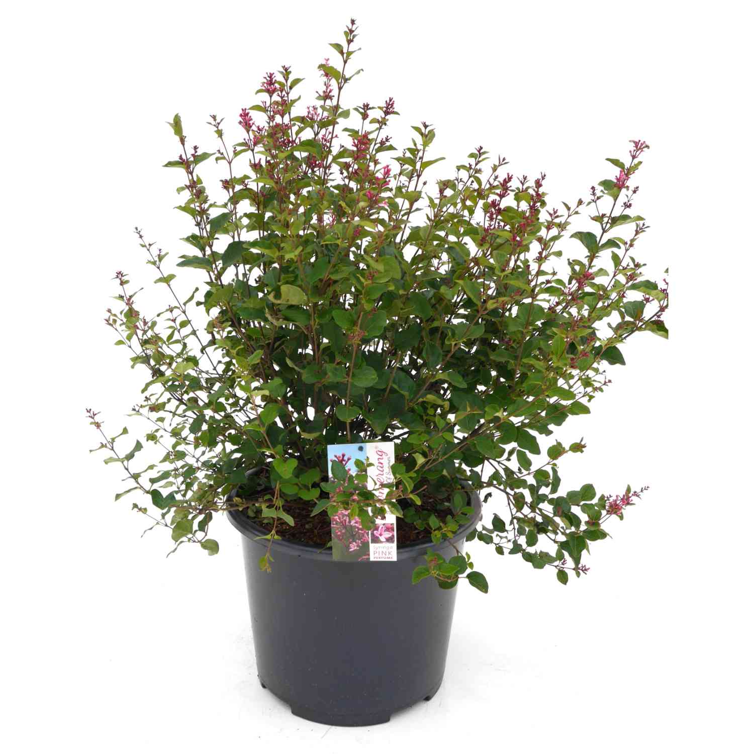 Zwergflieder 'Bloomerang® Pink Perfume'