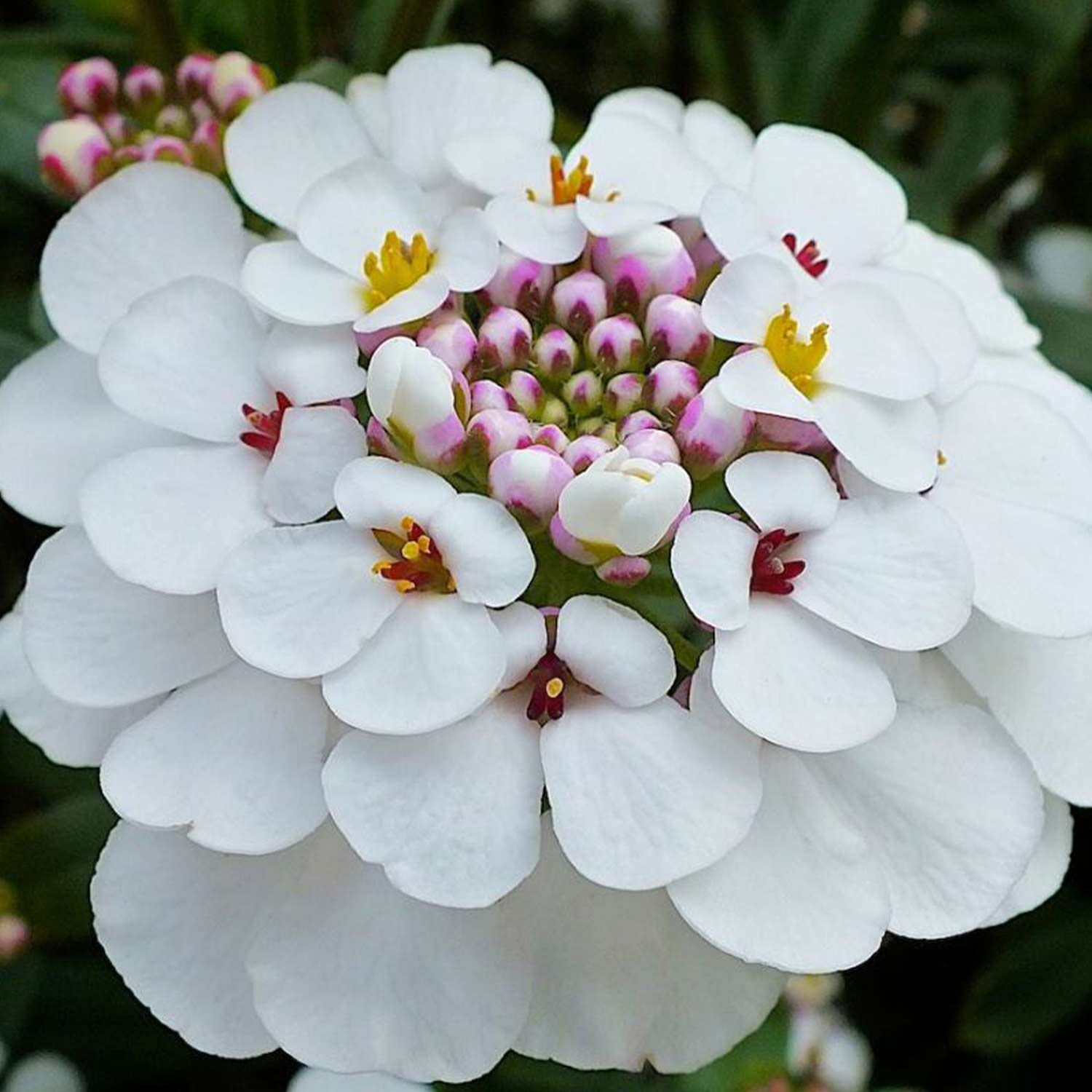 Immergrüne Schleifenblume 'Masterpiece®' - 3 Stück Liefergröße: | 3 Stück