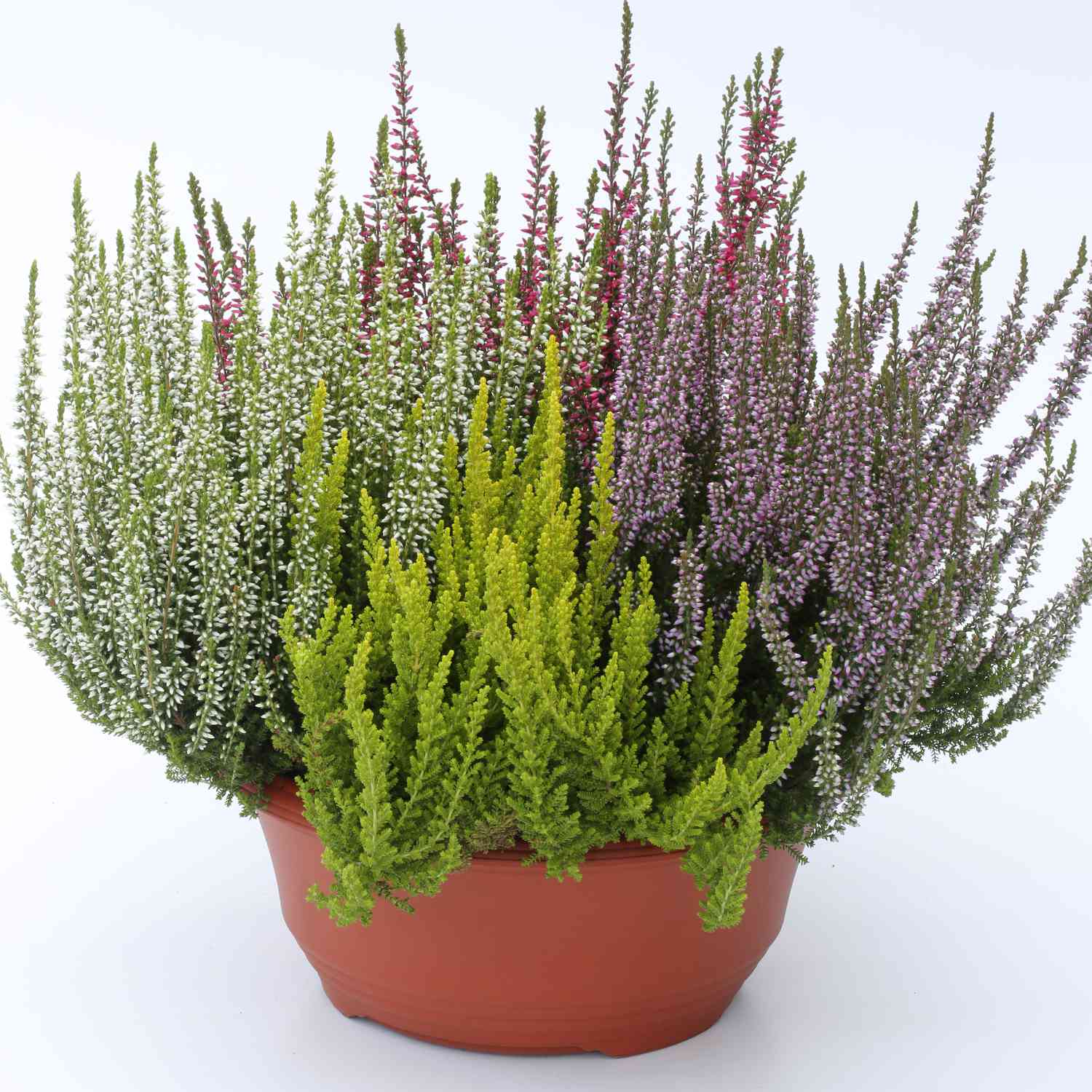 Sommerheide 'Quattro' - 4 in 1 (Garden Girls®) - Knospenblüher