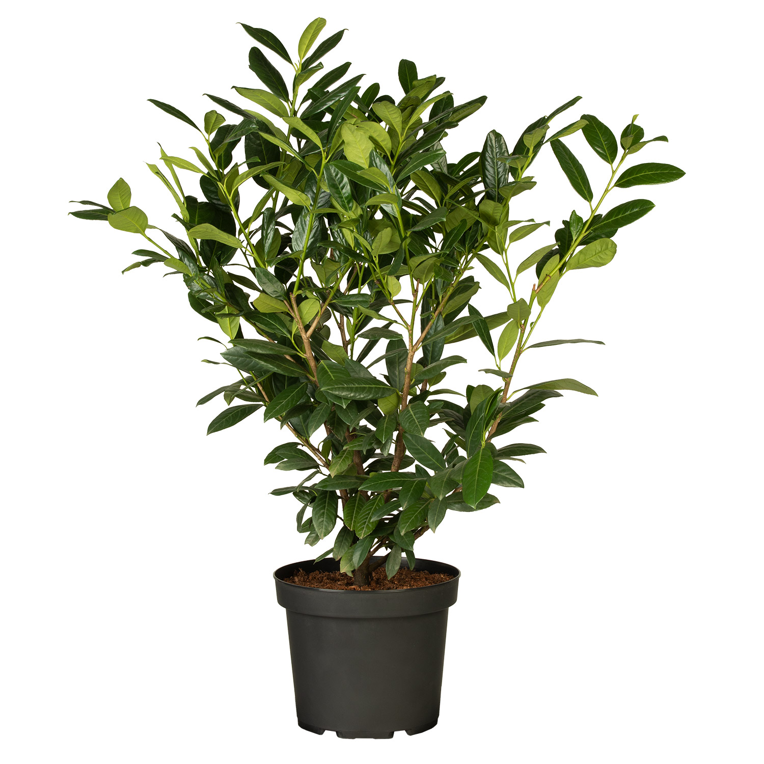 Kirschlorbeer 'Diana' Kirschlorbeer 'Diana'