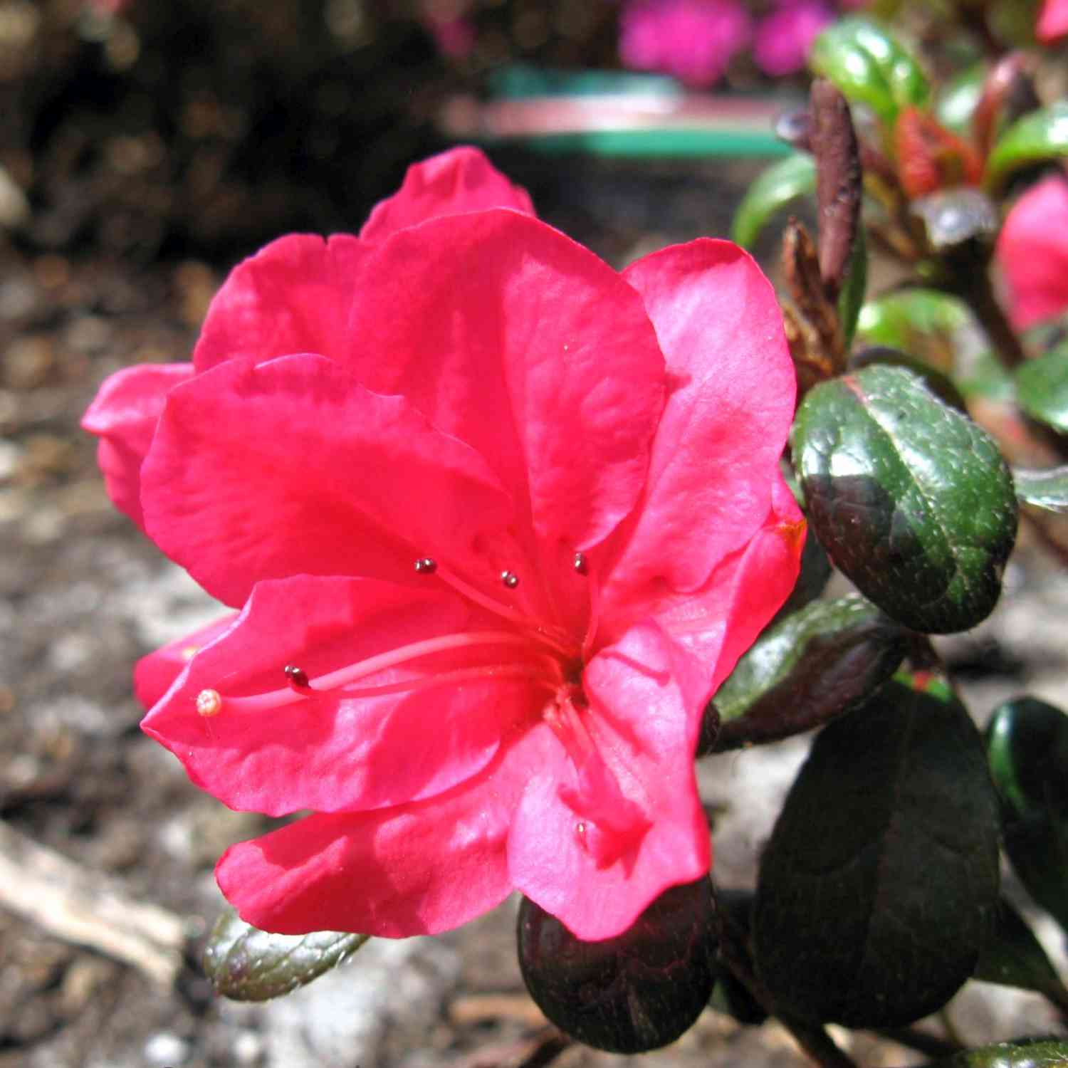 Japanische Azalee 'Canzonetta'