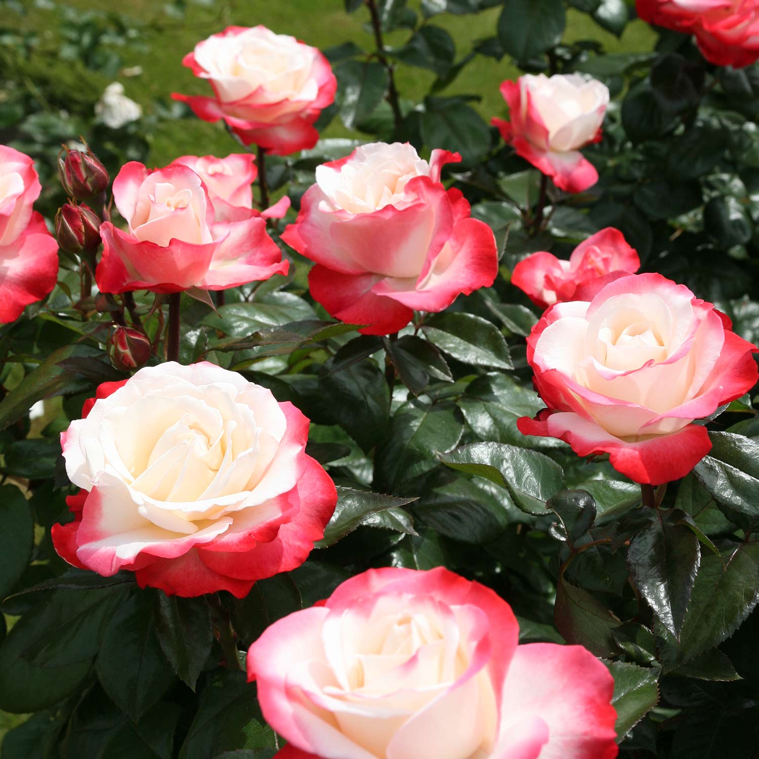 Nostalgische Edelrose 'Nostalgie®', wurzelnackte Pflanze, 3 starke Triebe, A-Qalität Liefergröße: mind. 3 starke Triebe