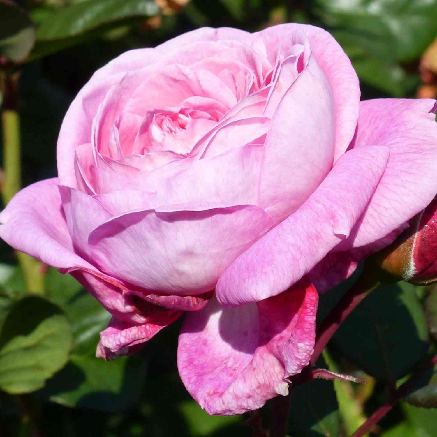 Beetrose 'Rosengräfin Marie Henriette'