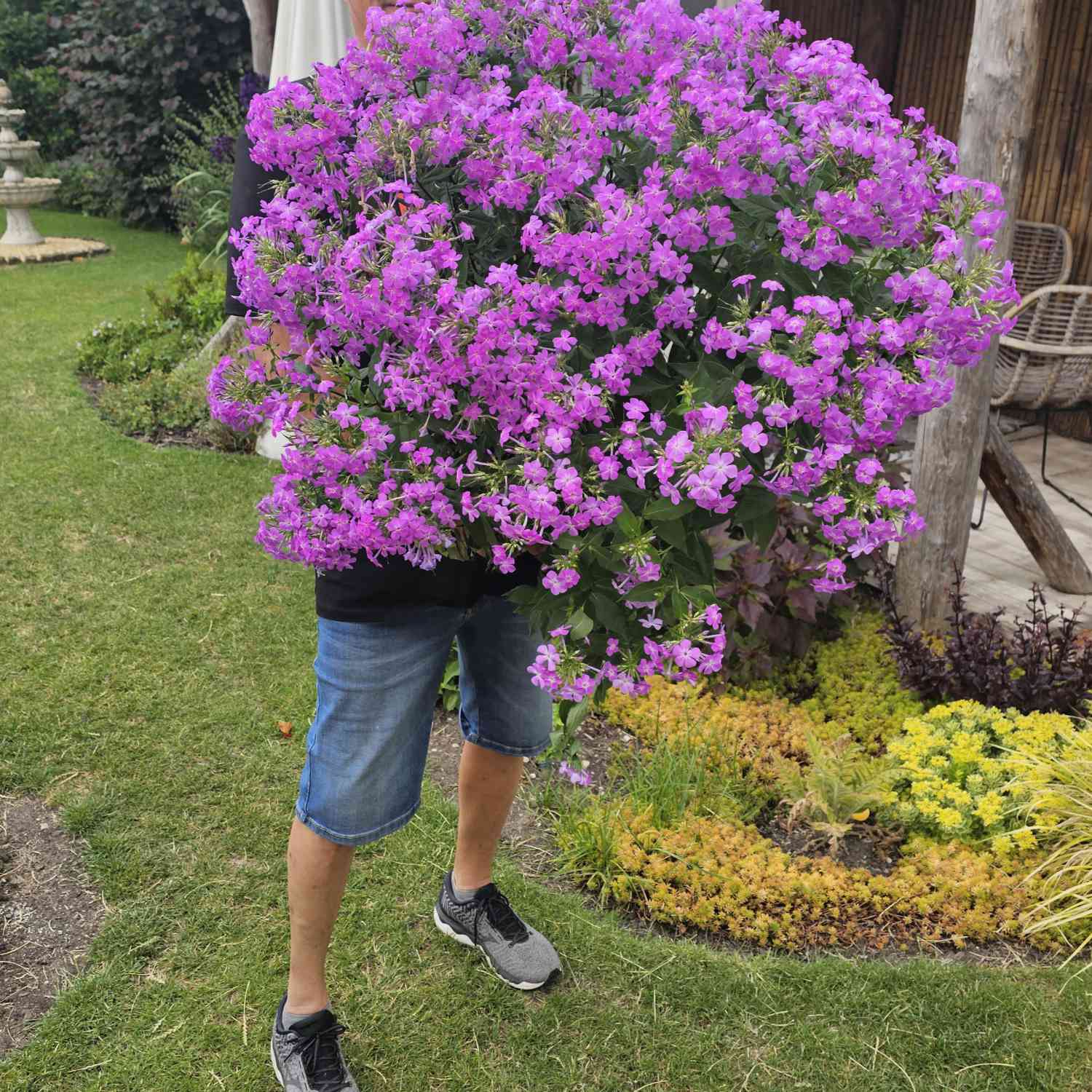Edelphlox 'Queen Paola' Edelphlox 'Queen Paola'