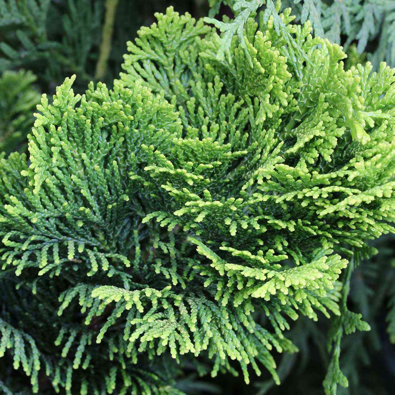 Gelbe Zwerg-Muschelzypresse 'Nana Gracilis Aurea' Gelbe Zwerg-Muschelzypresse 'Nana Gracilis Aurea'