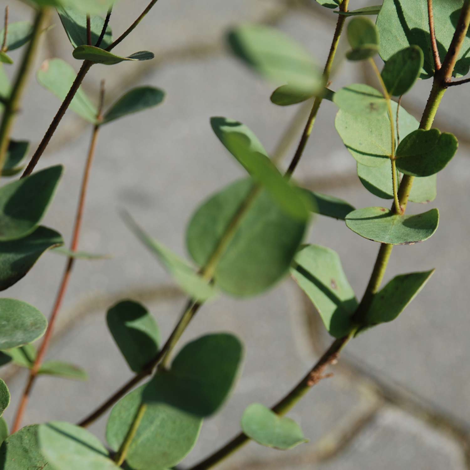 Kategorie <b>Rhododendren, Azaleen und Heide </b> - Eukalyptus France Bleu® ('Rengun'PBR) Liefergröße: 30 - 40 cm - Eucalyptus gunnii