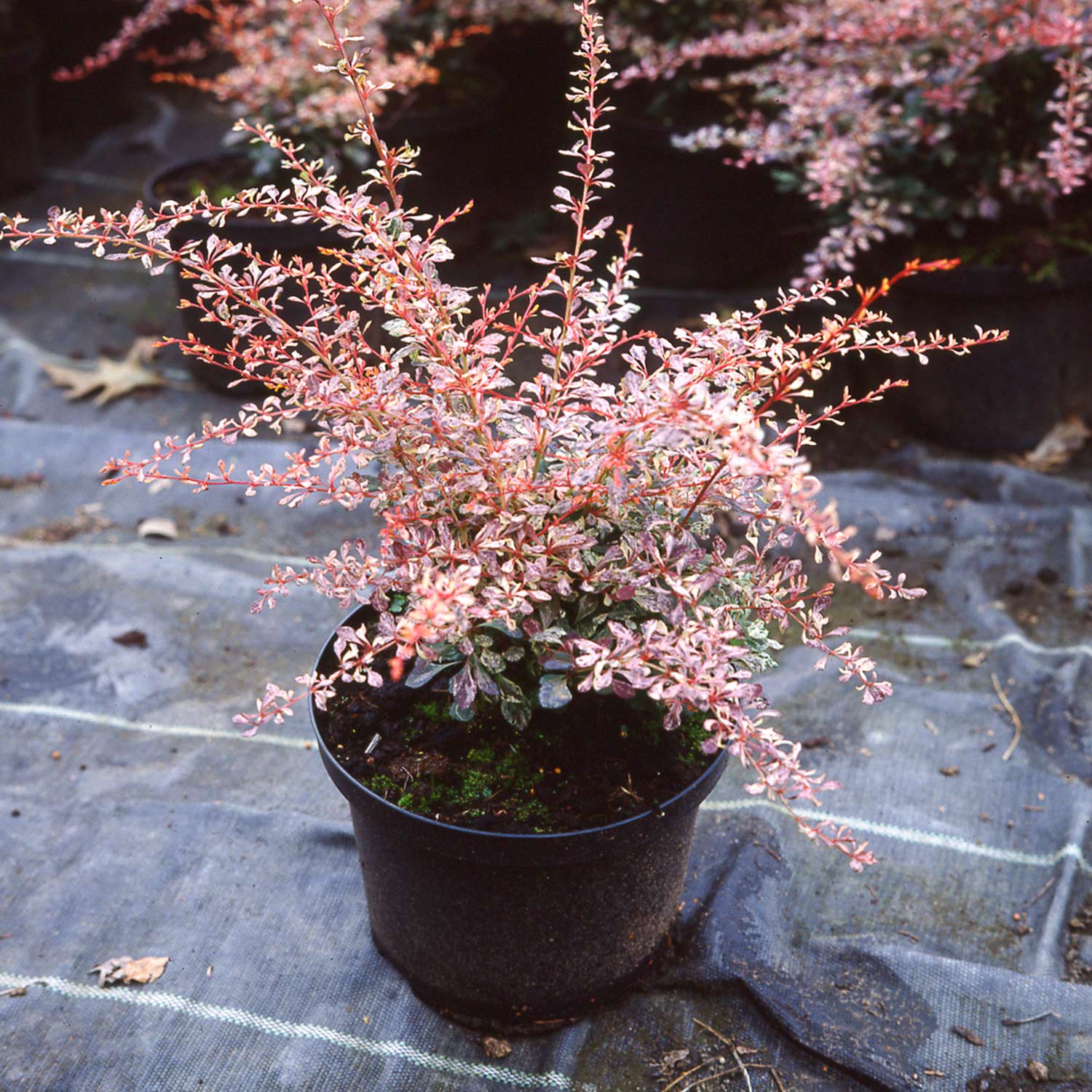 Kategorie <b>Produkt ohne Kategoriezuordnung </b> - Berberitze 'Pink Attraction' Liefergröße: 30 - 40 cm - Berberis thunbergii 'Pink Attraction'