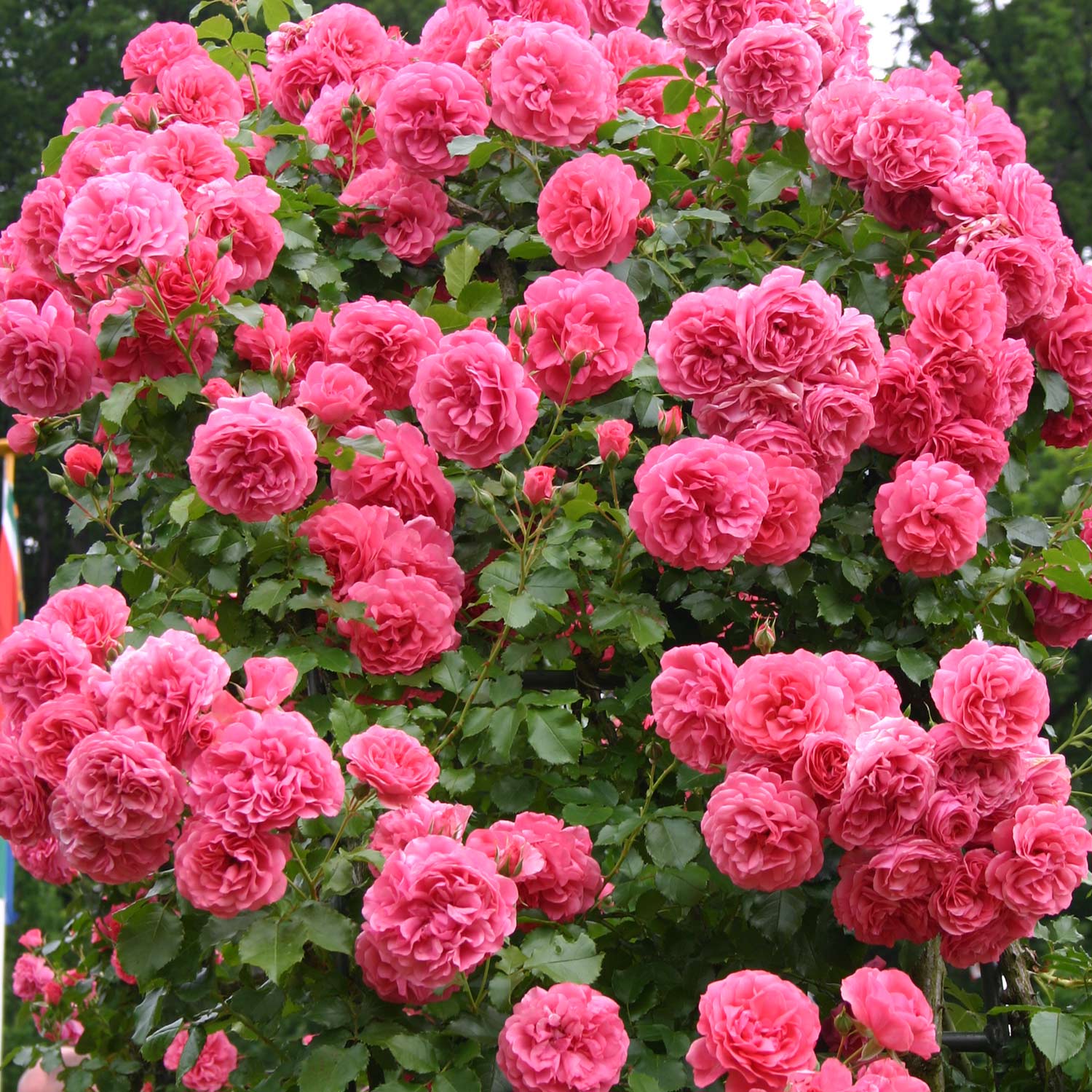 Kletterrose 'Rosarium Uetersen®' 5 Liter Container Lieferform: Im 5 Liter Topf