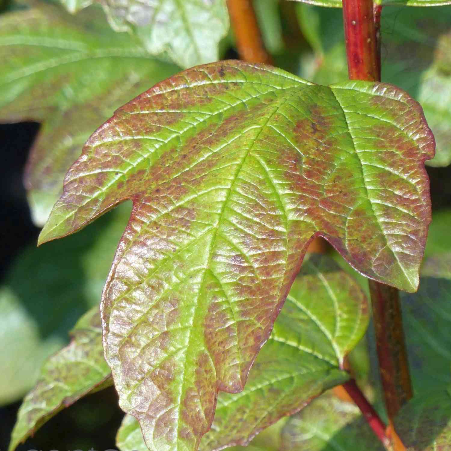 Gefüllter Schneeball 'Roseum' Gefüllter Schneeball 'Roseum'
