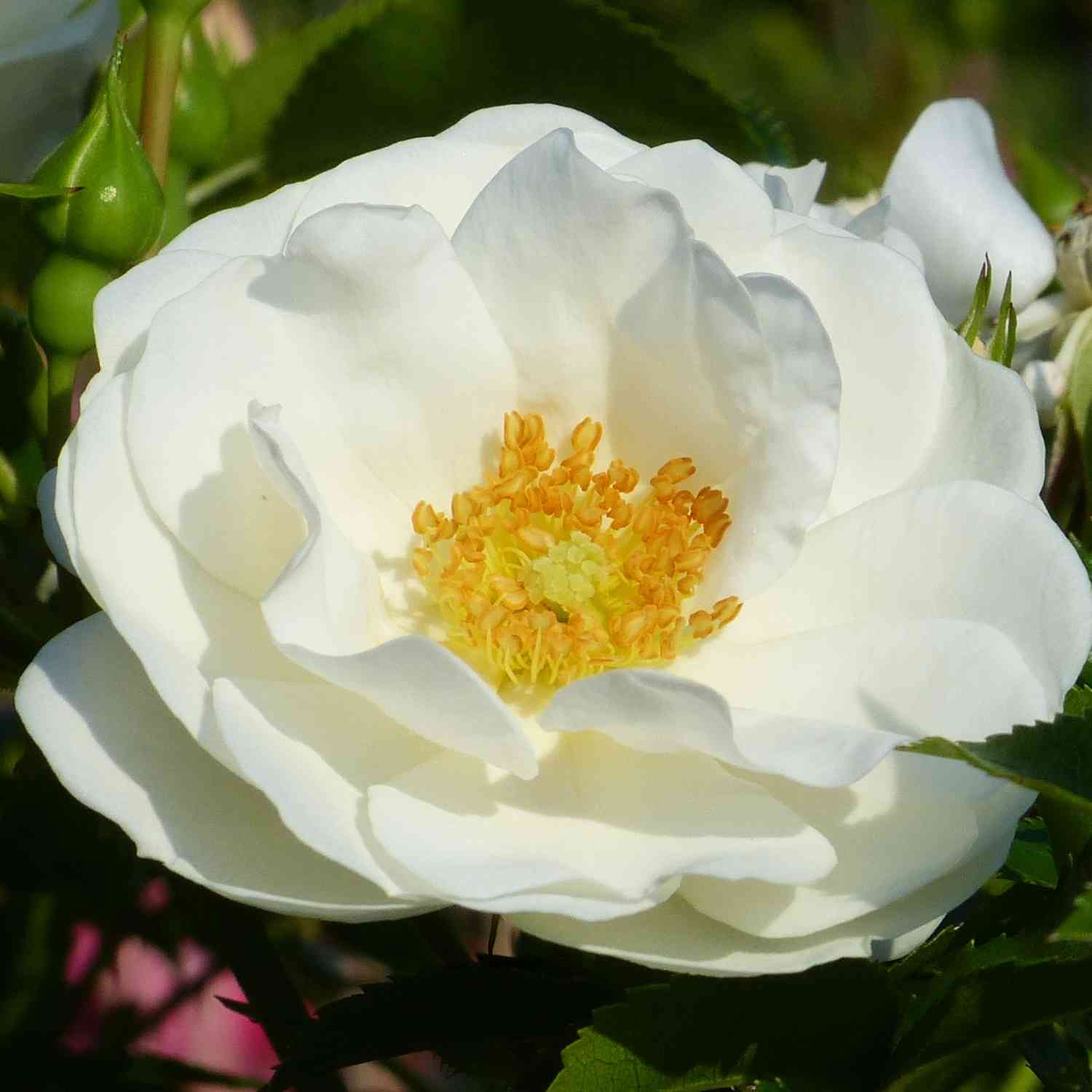 Beetrose 'Innocencia®' - ADR Rose Beetrose 'Innocencia®' - ADR Rose