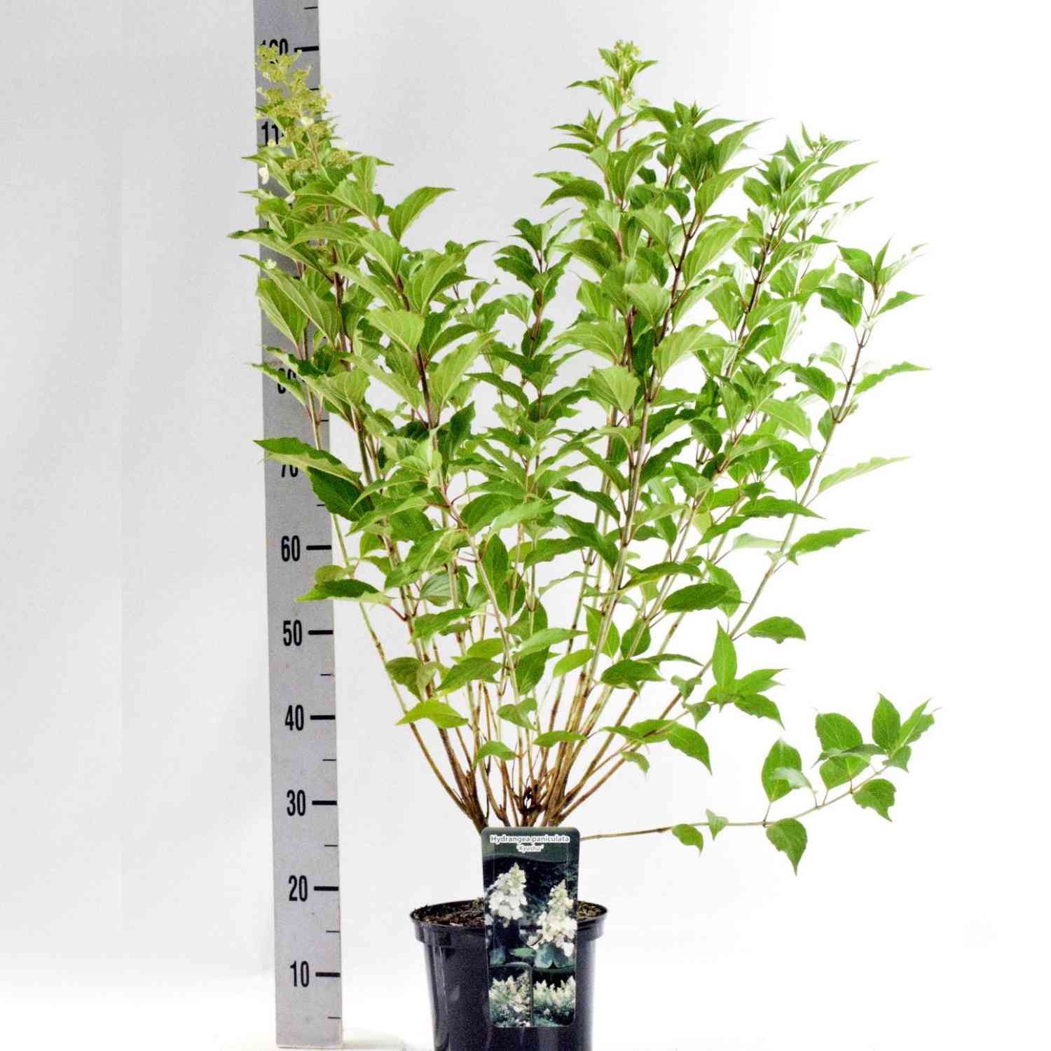 Rispenhortensie 'Kyushu'