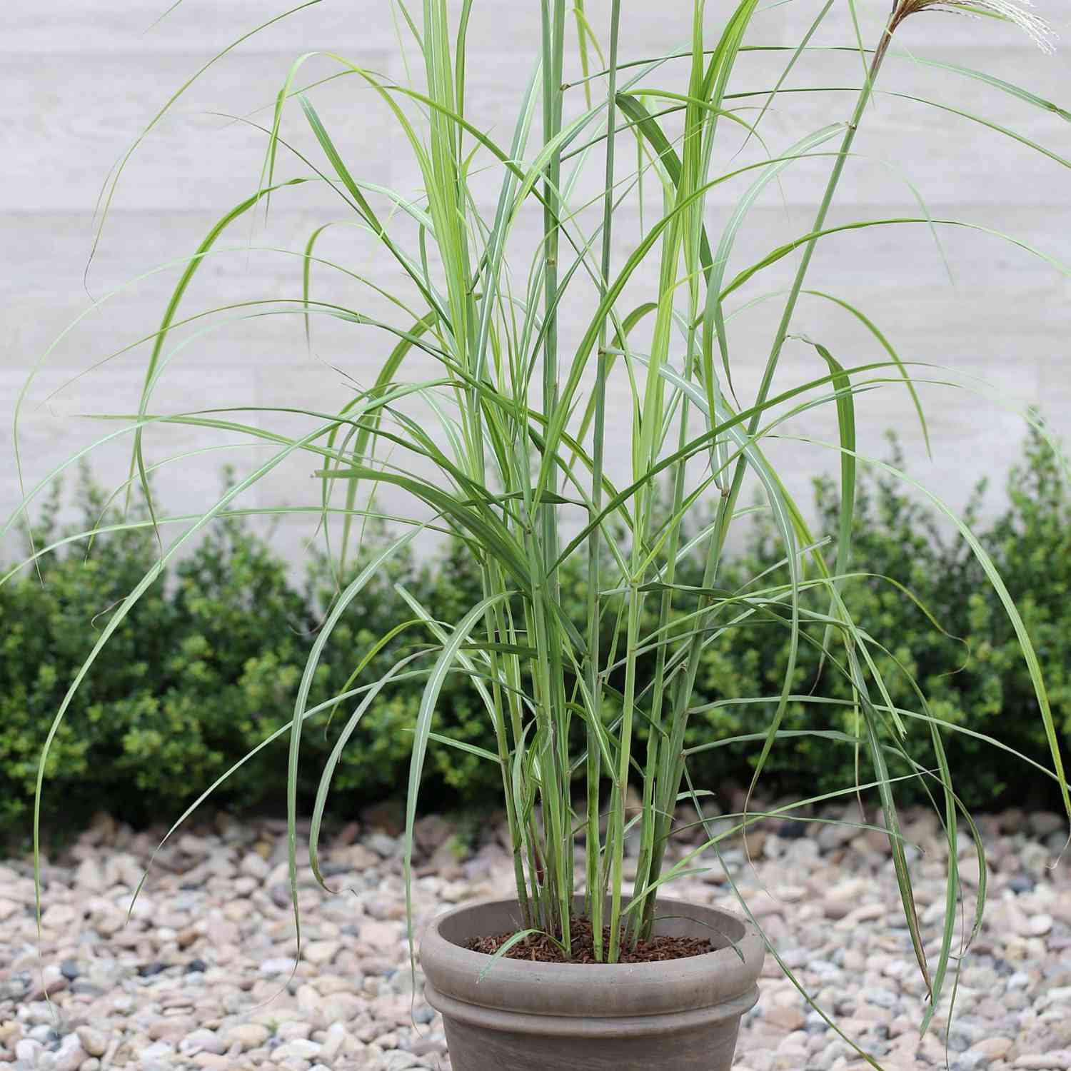 Chinaschilf 'Flamingo' Chinaschilf 'Flamingo'