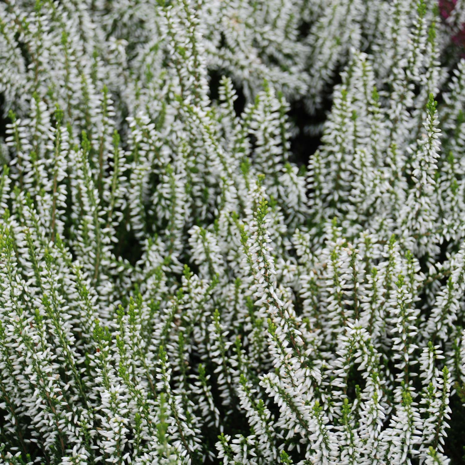 Kategorie <b>Produkt ohne Kategoriezuordnung </b> - Knospenheide 'Klaudine' (Garden Girls®) Lieferform: Im Topf - Calluna vulgaris 'Klaudine'