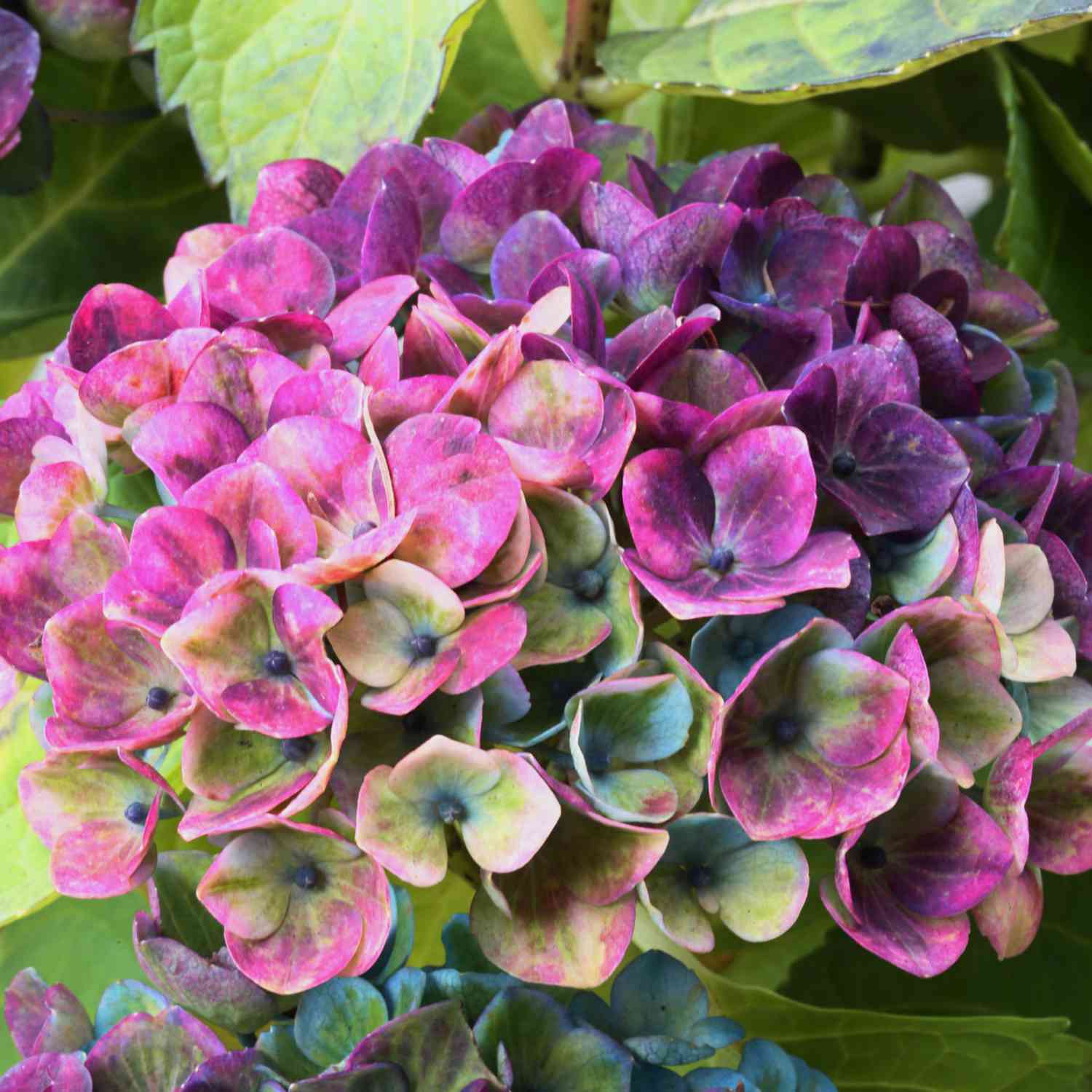 Hortensie 'Magical Revolution' -  Rosa