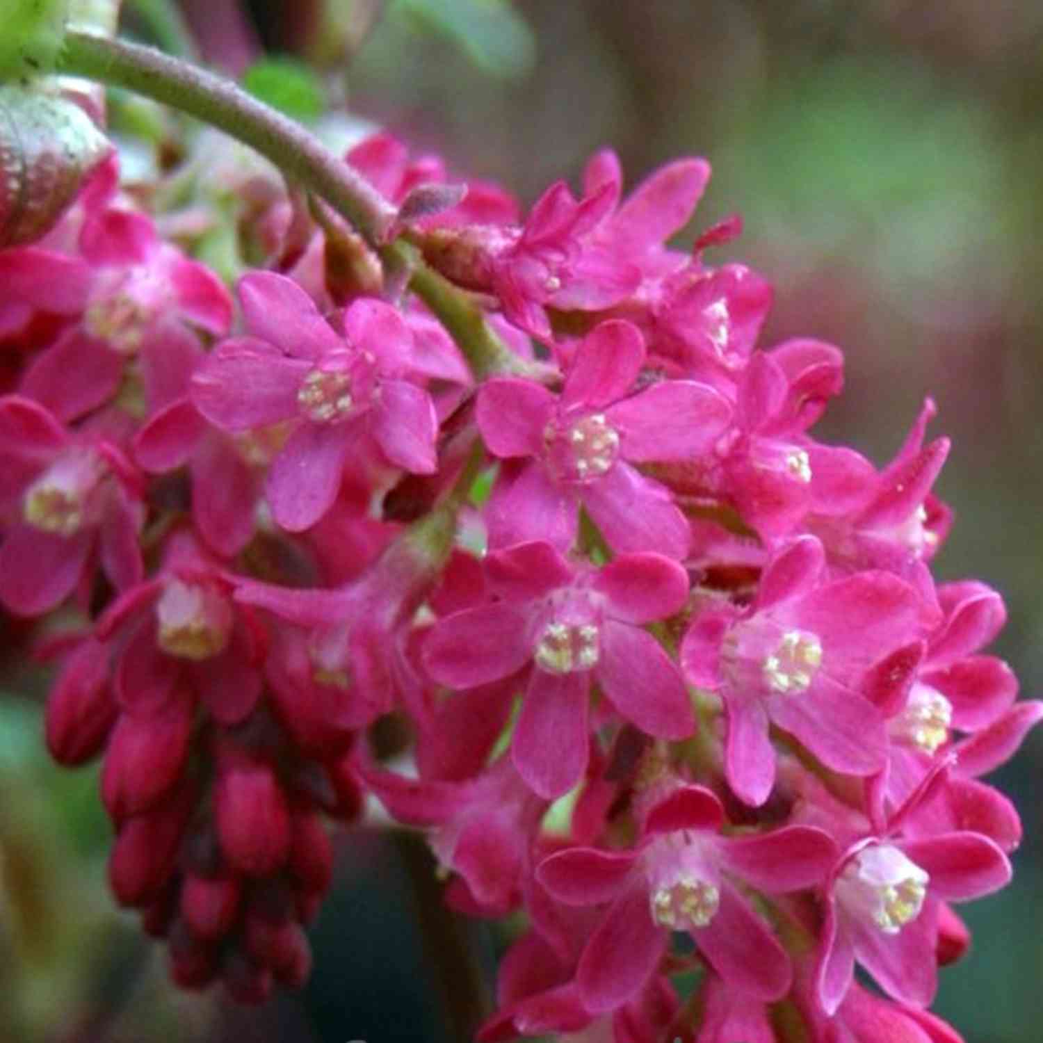 Blutjohannisbeere 'King Edward VII'