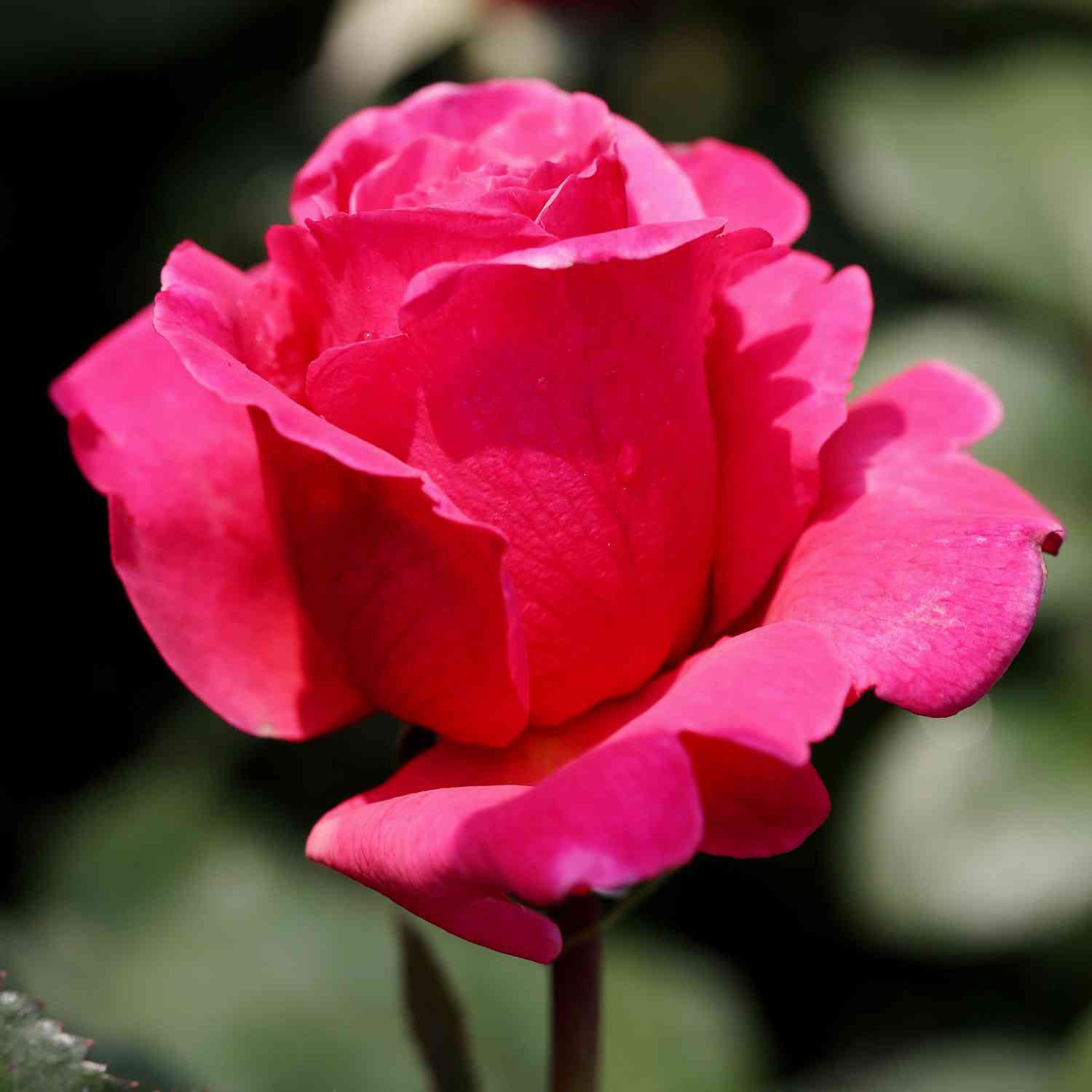 Nostalgische Rose 'Elbflorenz®' - ADR-Rose