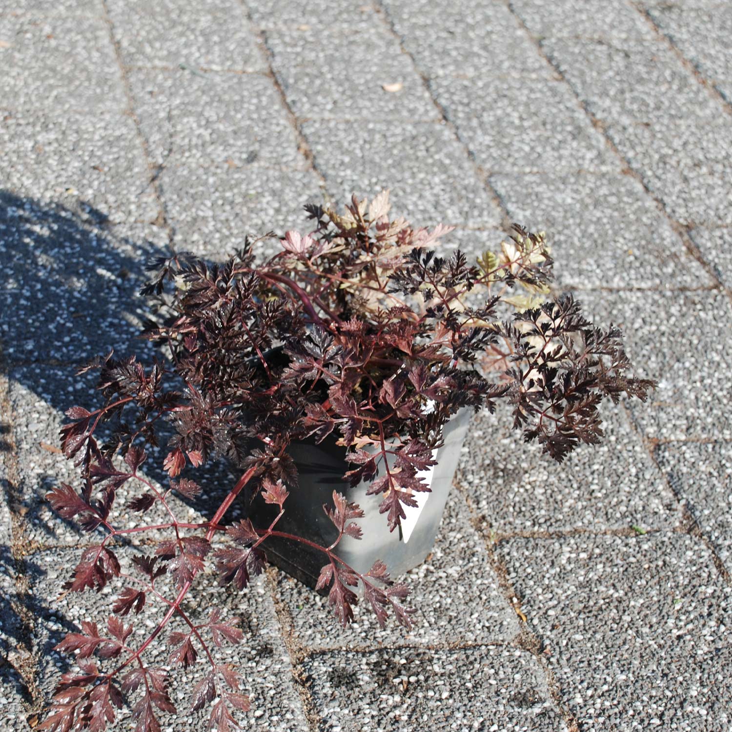 Kategorie <b>Stauden </b> - Purpur-Wiesen-Kerbel 'Ravenswing' Lieferform: Im 1 Liter Topf - Anthriscus sylvestris 'Ravenswing'