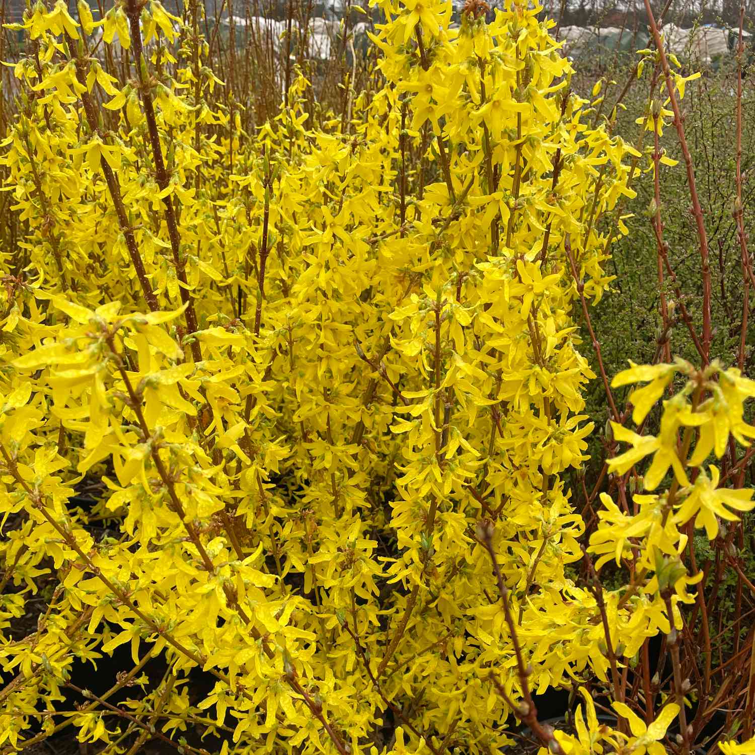 Goldglöckchen / Forsythie 'Spectabilis'
