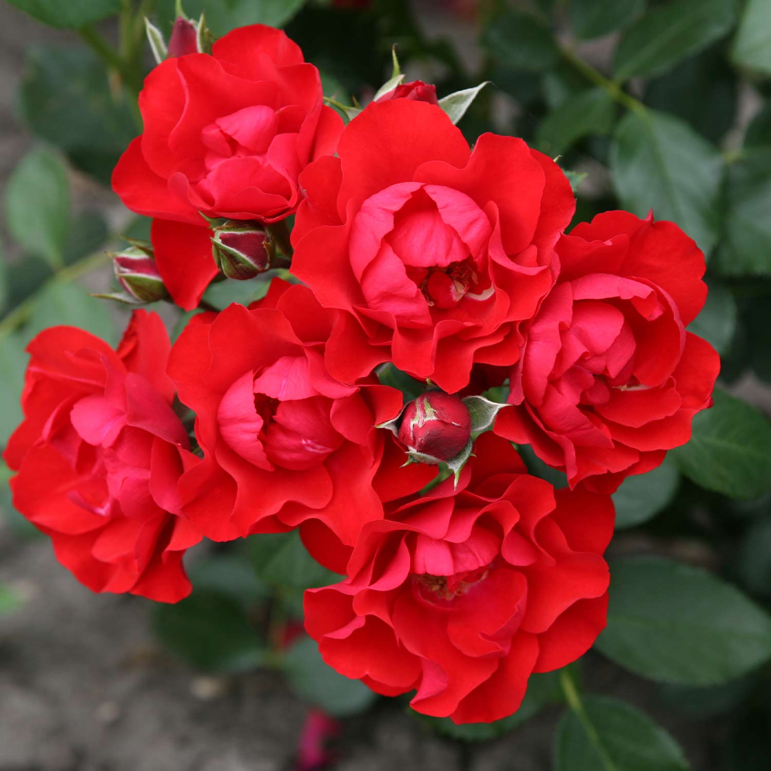 Kategorie <b>Produkt ohne Kategoriezuordnung </b> - Beetrose 'Black Forest Rose®' Wz Lieferform: wurzelnackte Pflanze in A-Qualität, mindestens 3 Triebe - Rosa