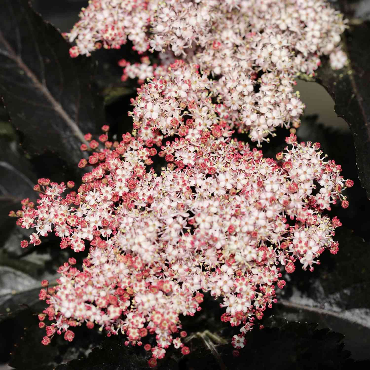 Dunkellaubige Säulen-Holunder 'Black Tower' Dunkellaubige Säulen-Holunder 'Black Tower'