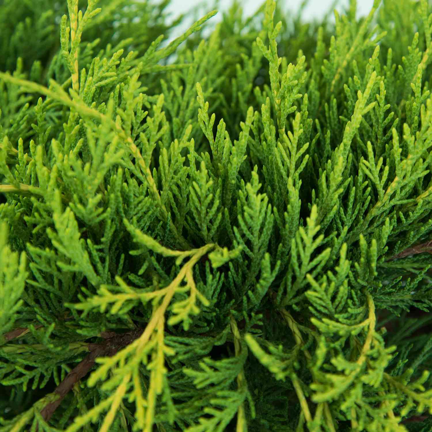 Goldwacholder 'Old Gold'