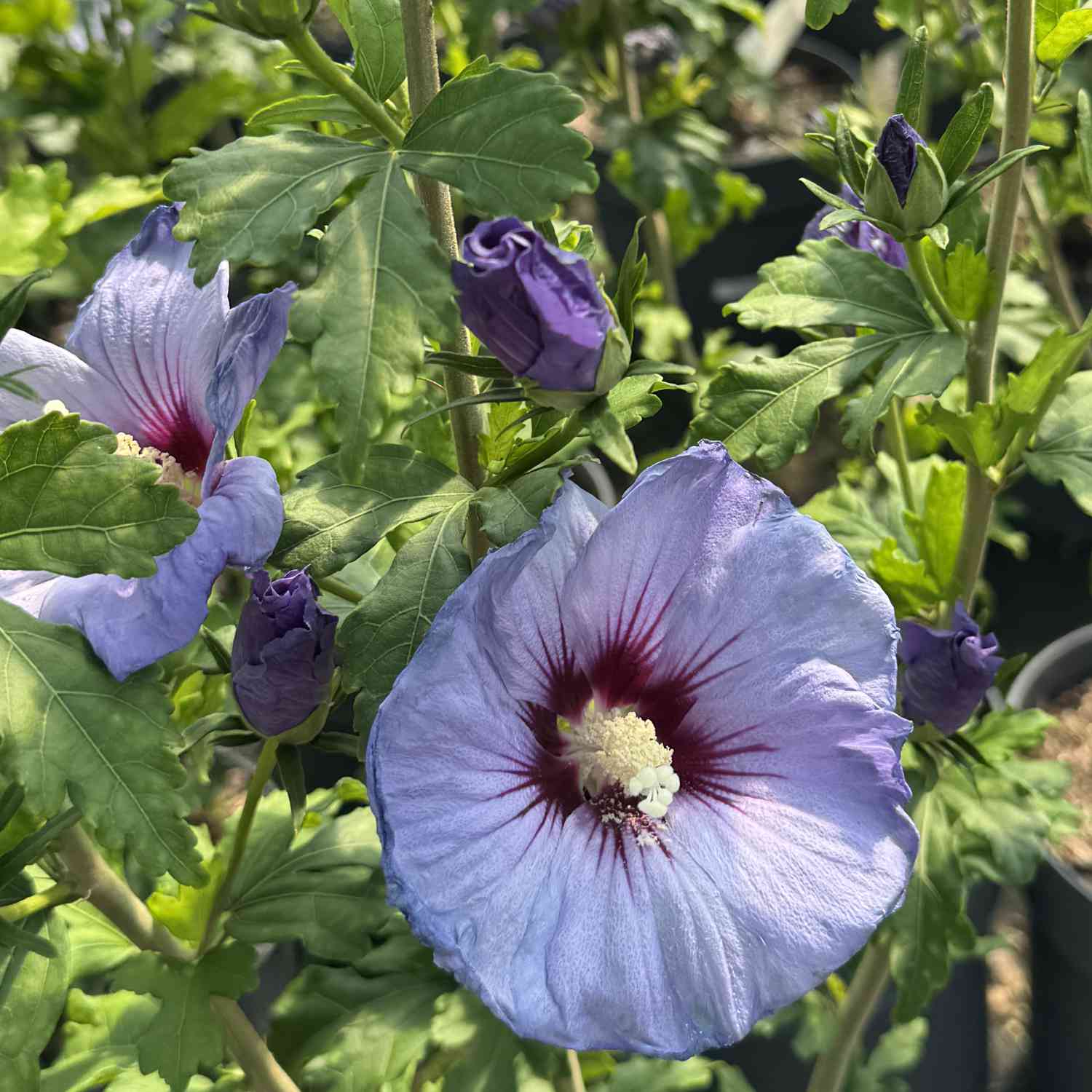 Garteneibisch / Hibiskus 'Super Blue'