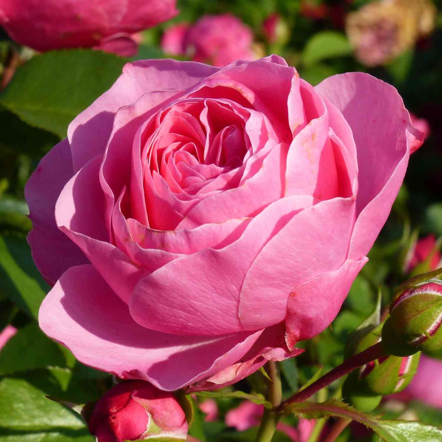 Nostalgische Rose 'Leonardo Da Vinci®'