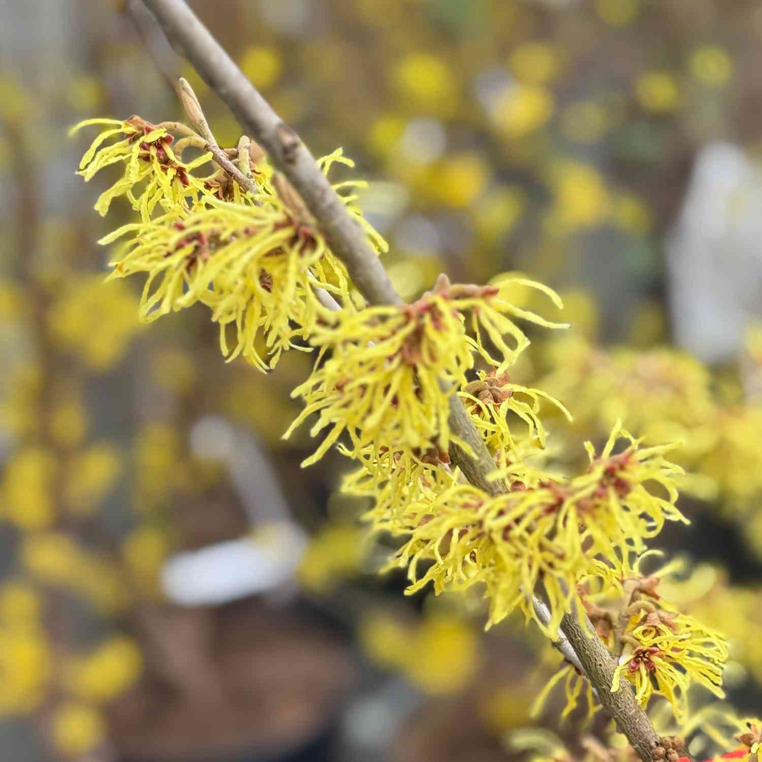 Zaubernuss 'Westerstede'