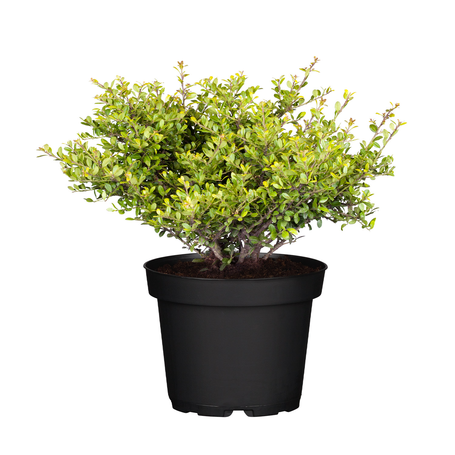 Niedriger Berg-Ilex 'Stokes'