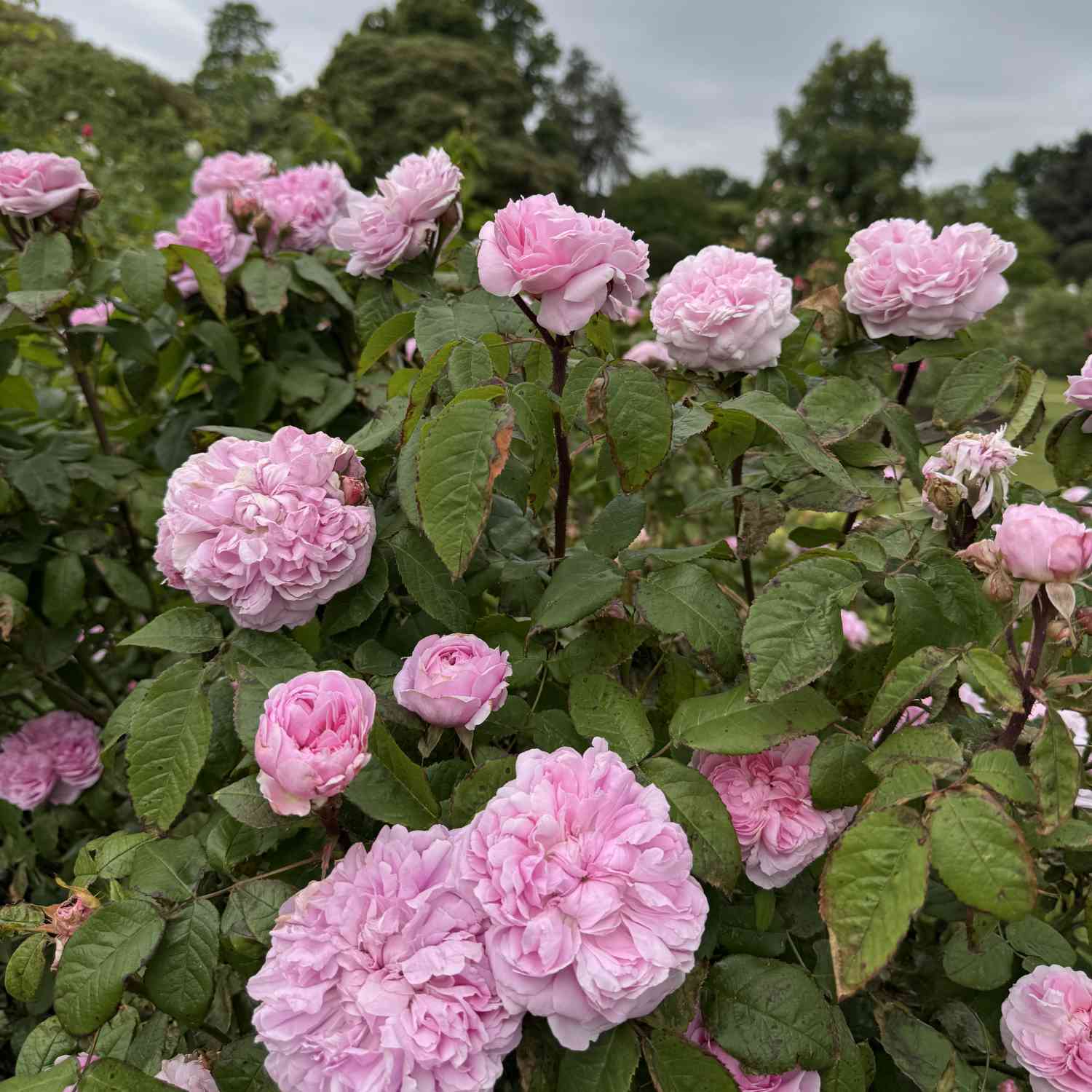 Historische Rose 'Jacques Cartier' Historische Rose 'Jacques Cartier'