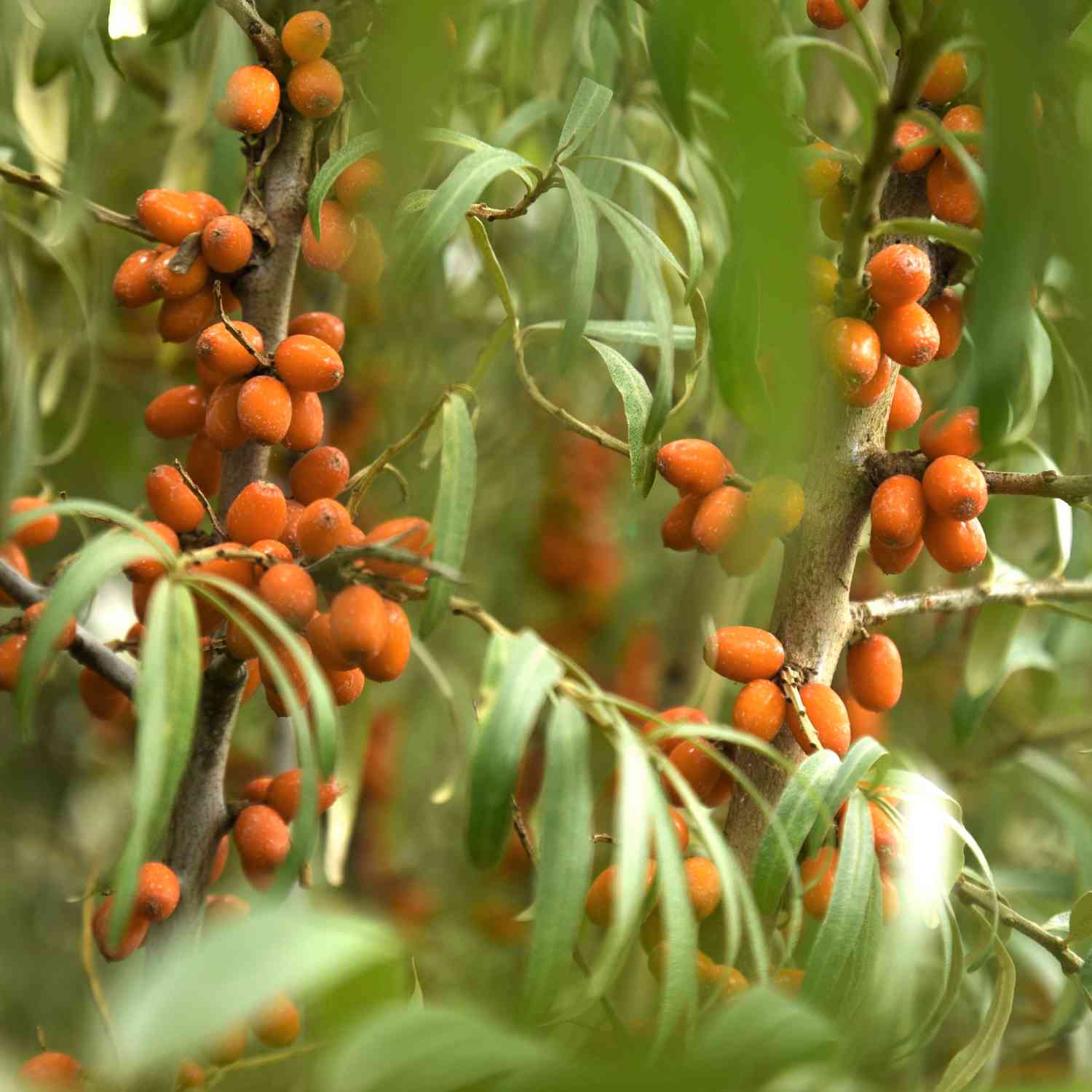 Sanddorn 'Orange Energy'® Sanddorn 'Orange Energy'®