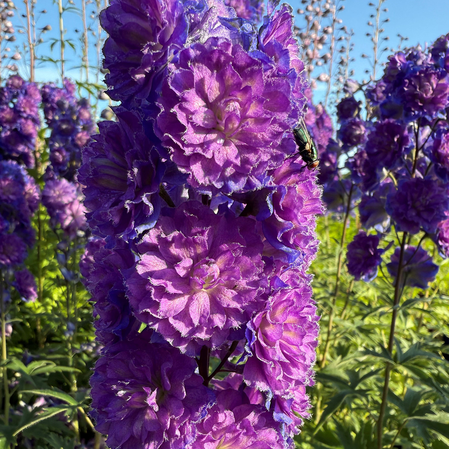 Hoher Rittersporn 'Delphi's Holland Glorie'