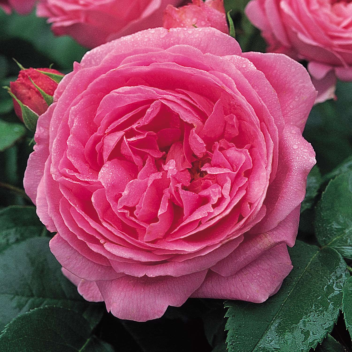 Historische Rose 'Louise Odier', 5 Liter, 3 starke Triebe, A-Qualität Liefergröße: mind. 3 starke Triebe