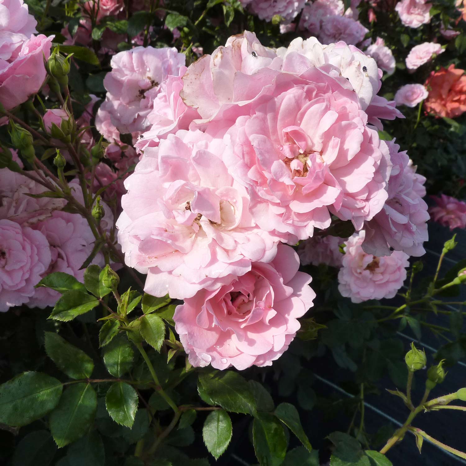 Kletterrose 'Climbing Bonica', 5 Liter, 3 starke Triebe, A-Qualität Liefergröße: 3 starke Triebe, A-Qualität