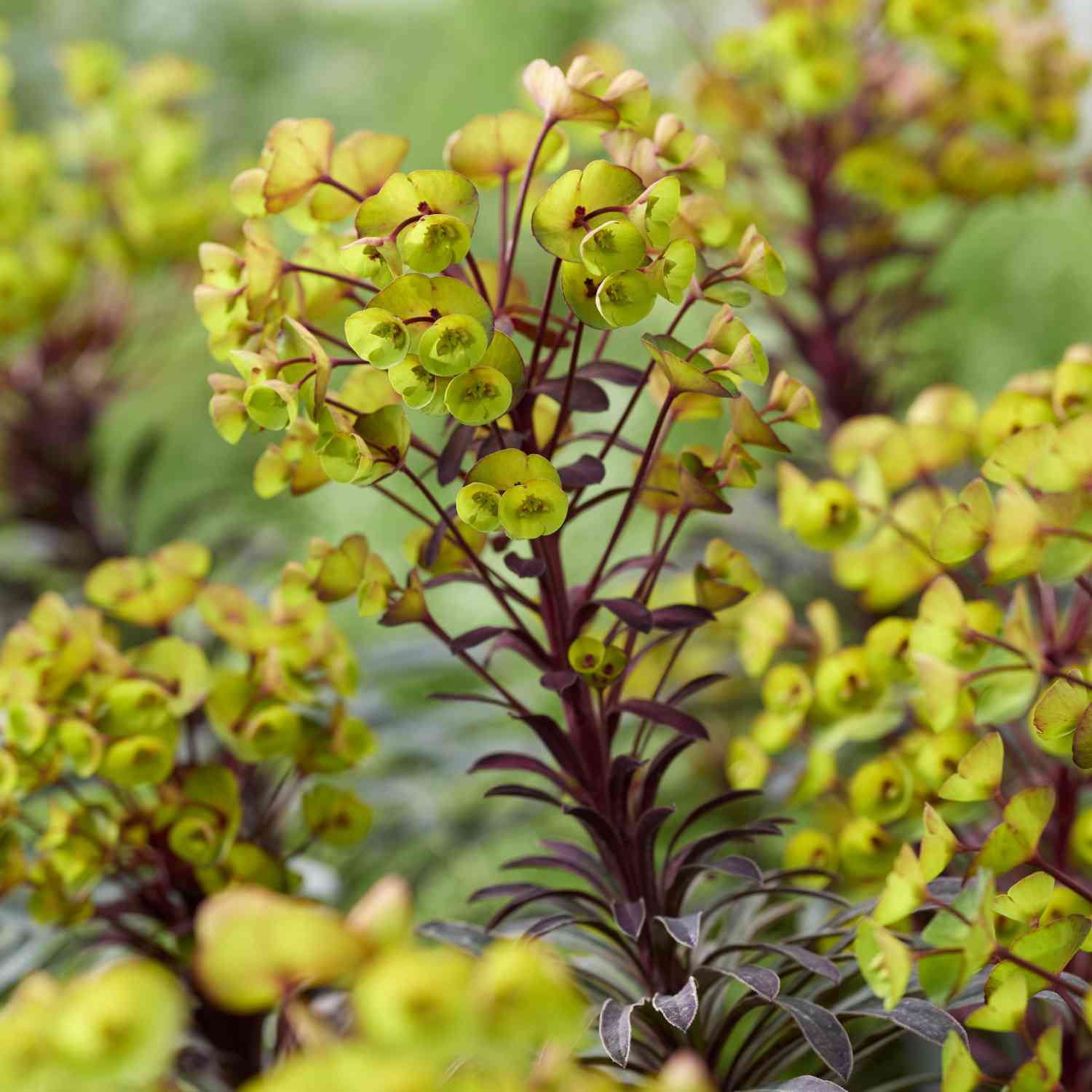 Wolfsmilch 'Miners Merlot' Wolfsmilch 'Miners Merlot'