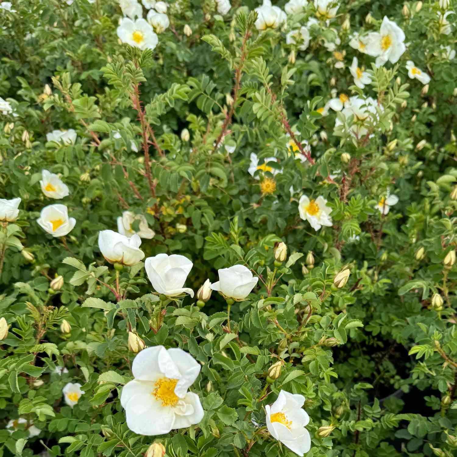 Bibernellrose / Dünenrose Bibernellrose / Dünenrose